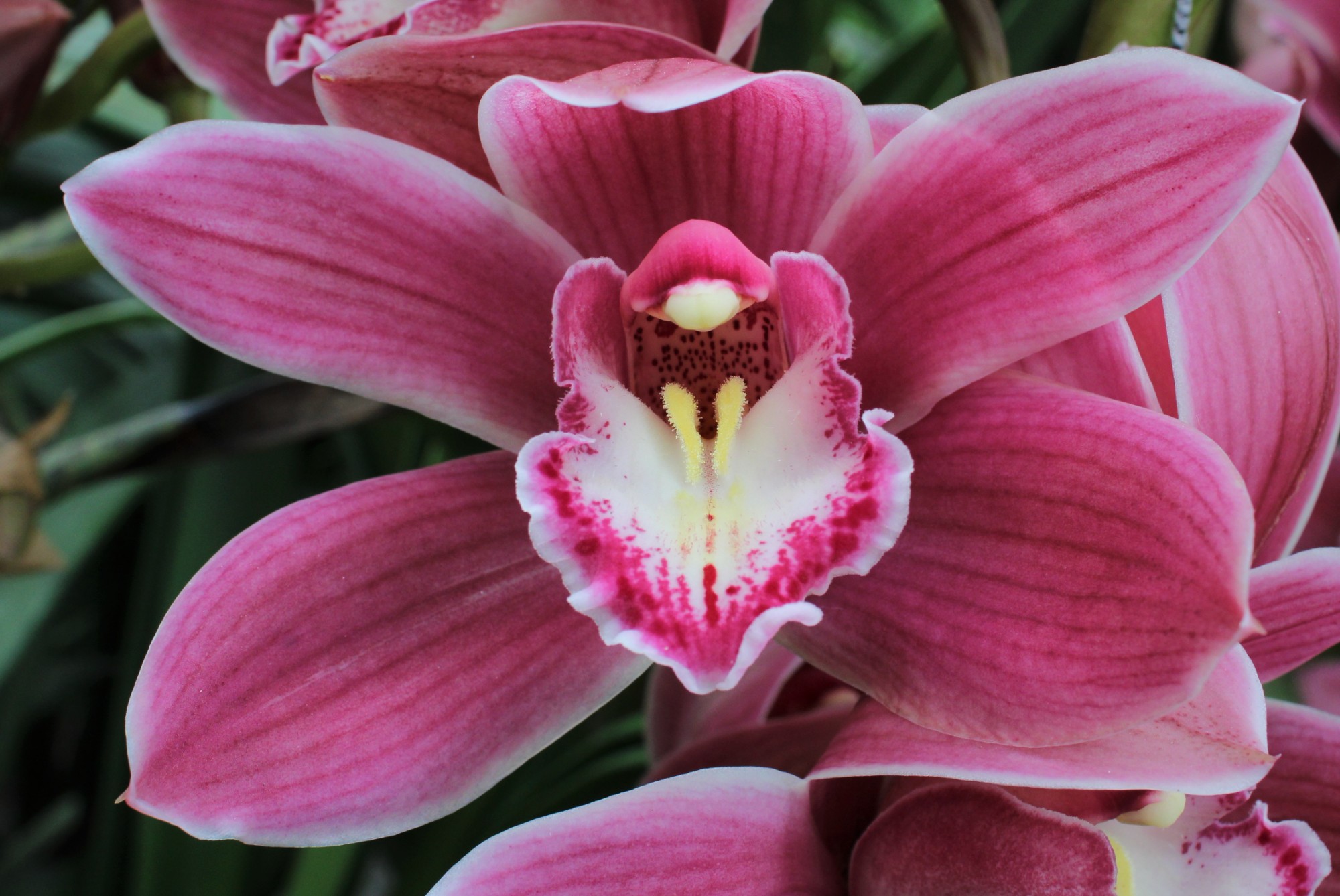 Cymbidium large flowered BRYCE