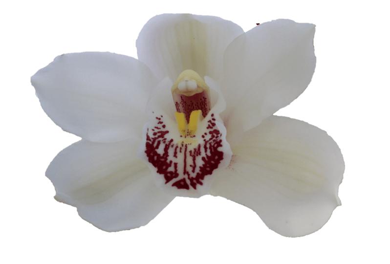 Cymbidium large flowered MELINE