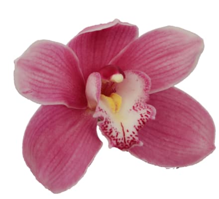 Cymbidium large flowered BRAEMAR