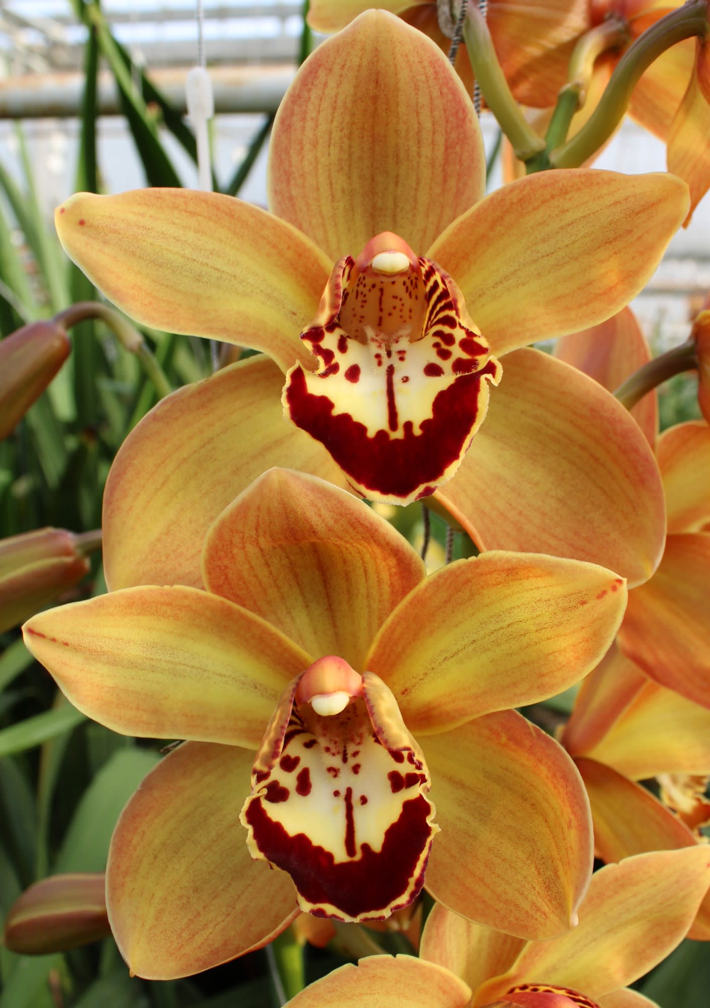 Cymbidium large flowered CHARLY BROWN