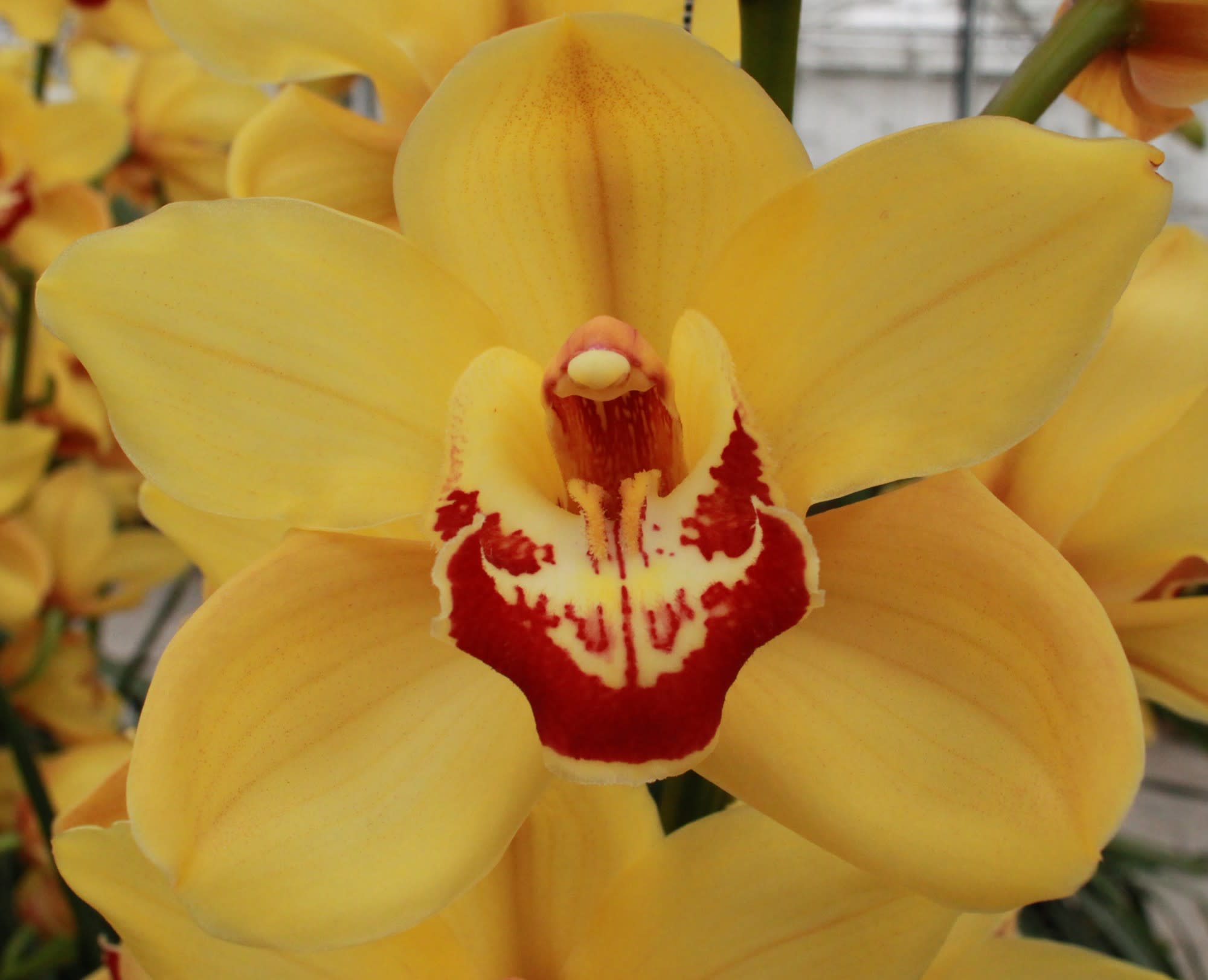 Cymbidium large flowered RIJSENHOUT