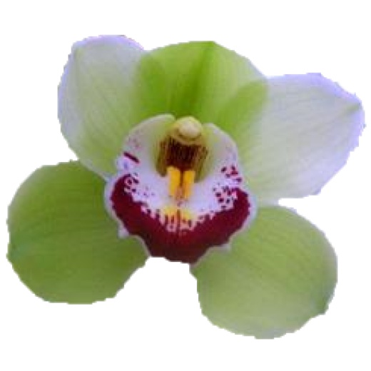 Cymbidium large flowered LIMONES