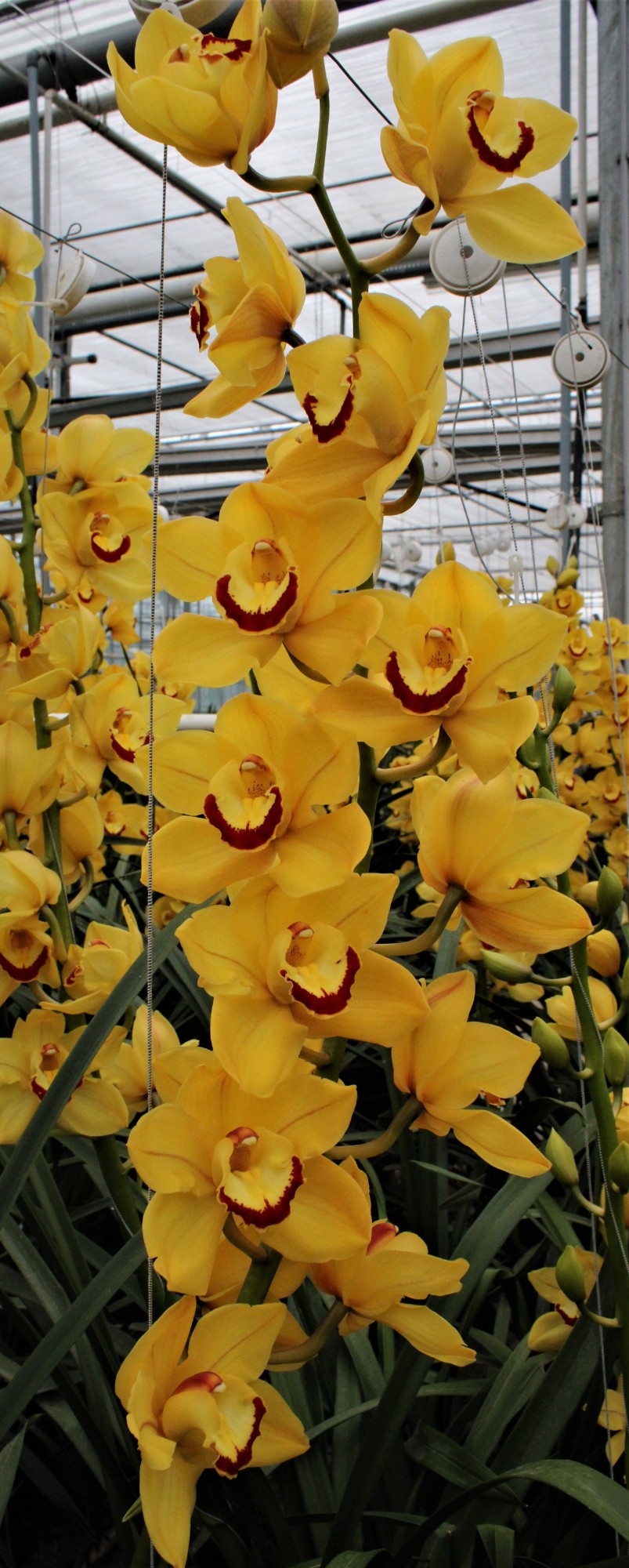 Cymbidium large flowered SUNGLOW