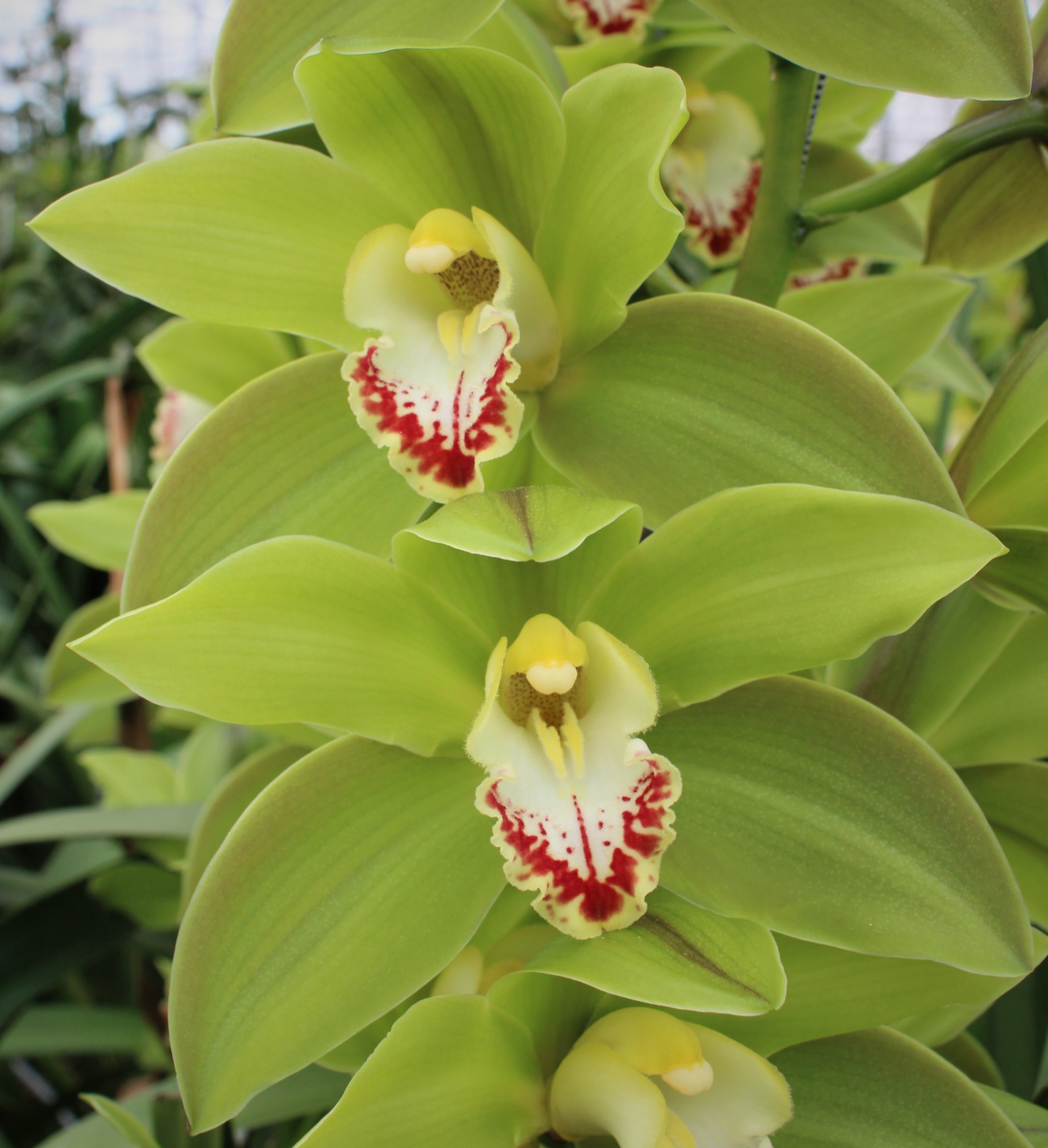 Cymbidium large flowered GREEN GIANT