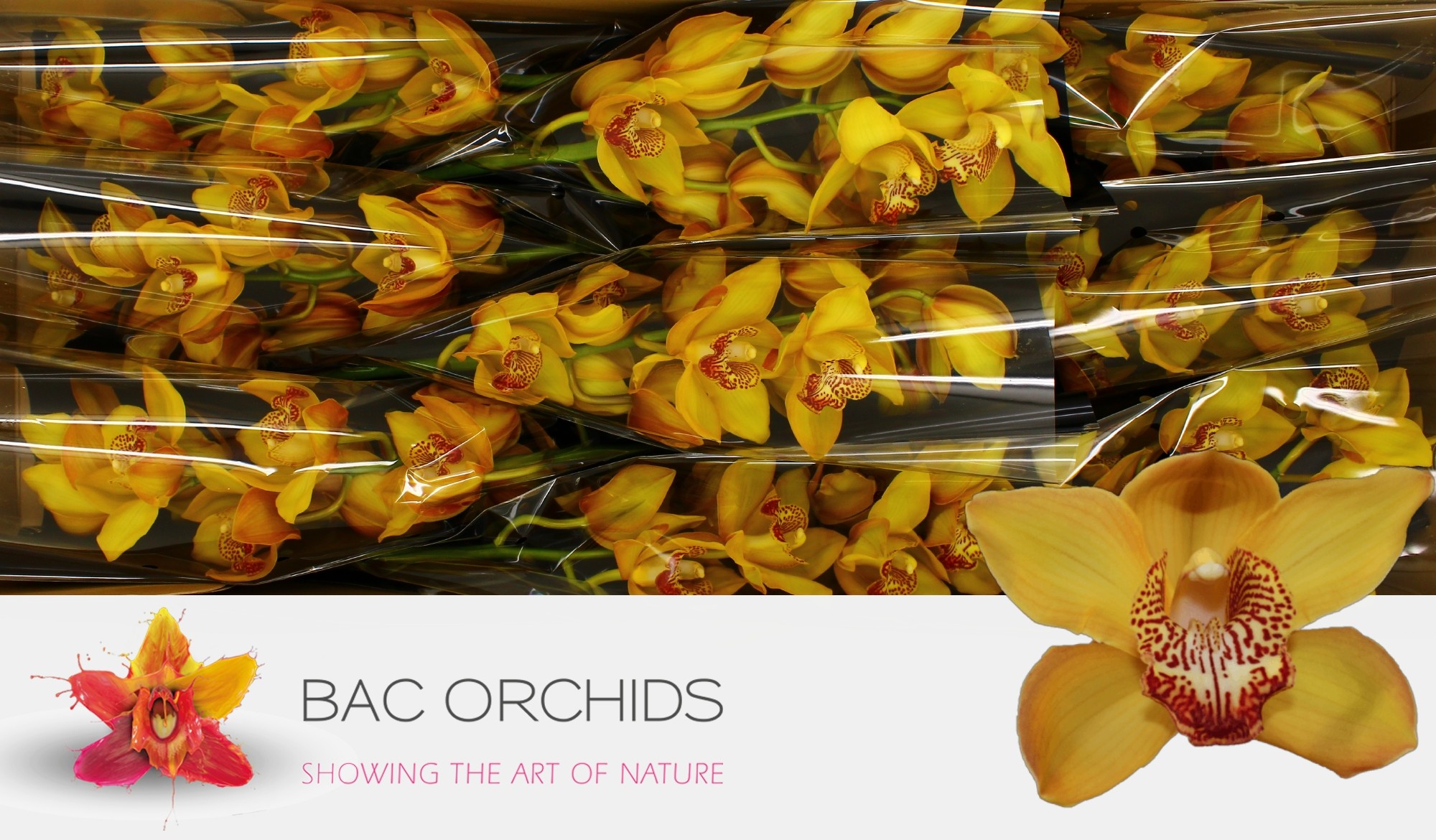 Cymbidium large flowered ESTHER