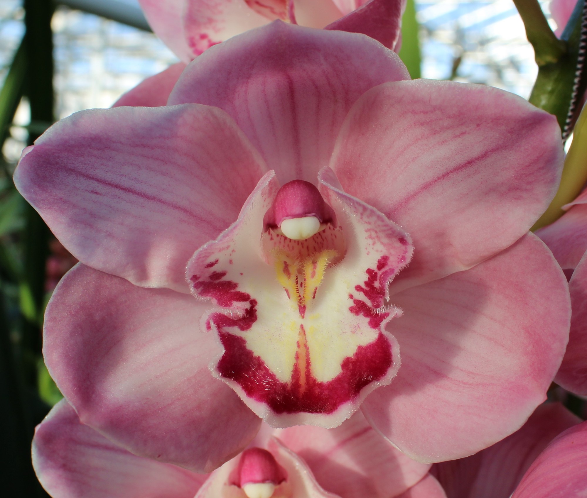 Cymbidium large flowered KIWI SUE