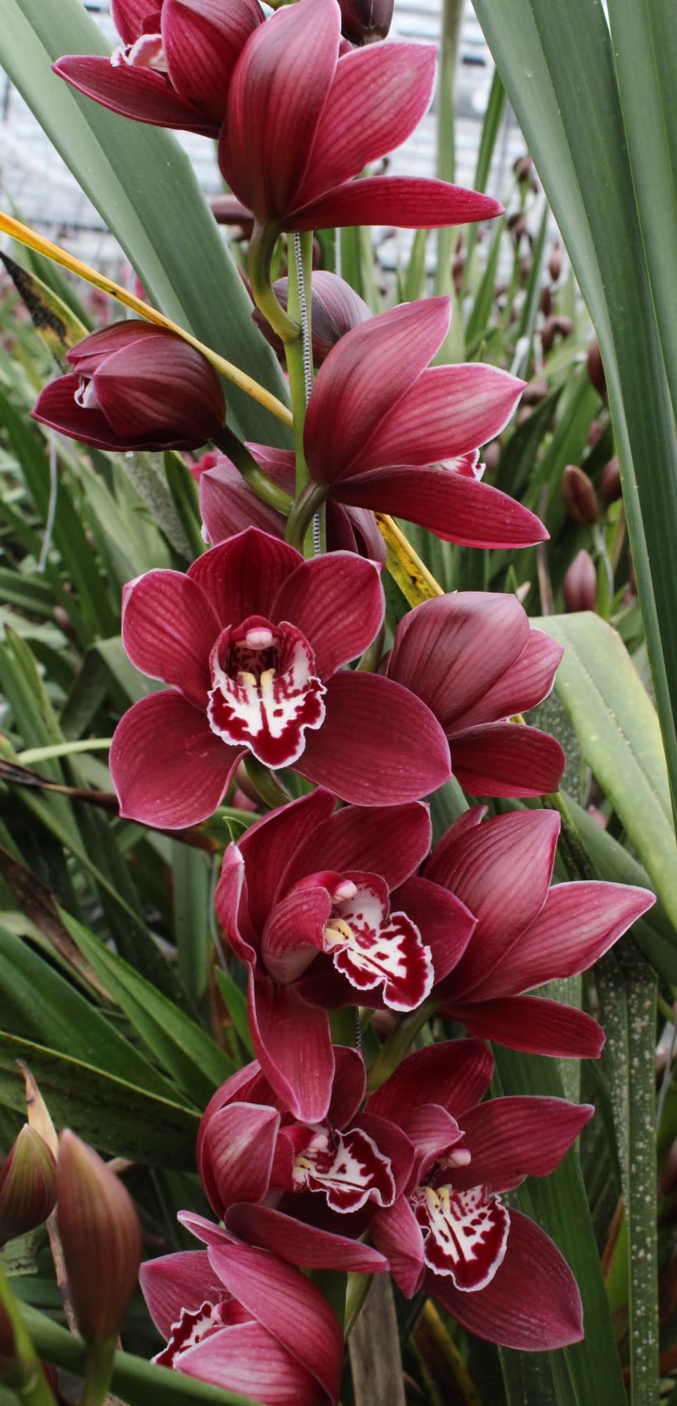 Cymbidium large flowered R KER MERLOT