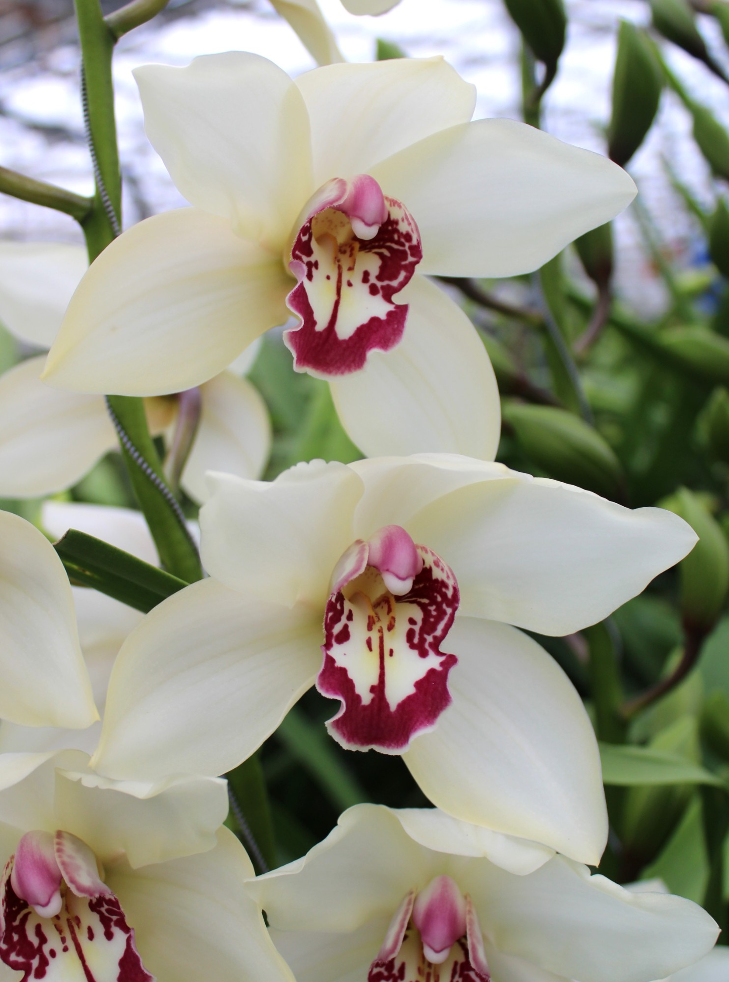 Cymbidium large flowered IVORY