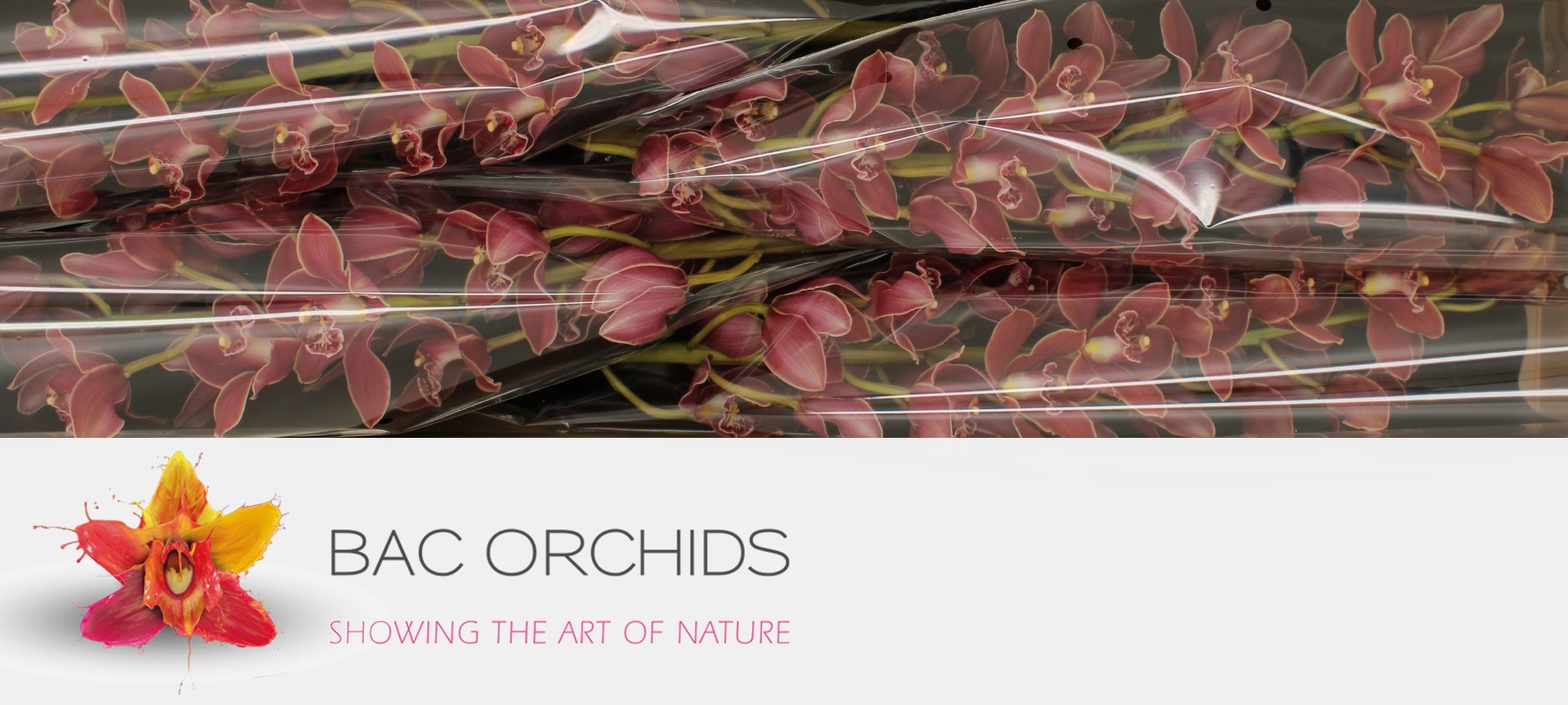 Cymbidium large flowered GRAND CANYON