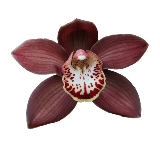Cymbidium large flowered EBONY