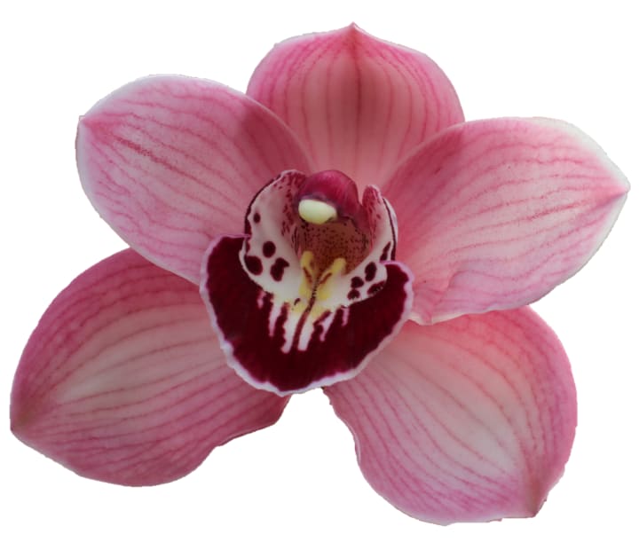 Cymbidium large flowered LAZISE