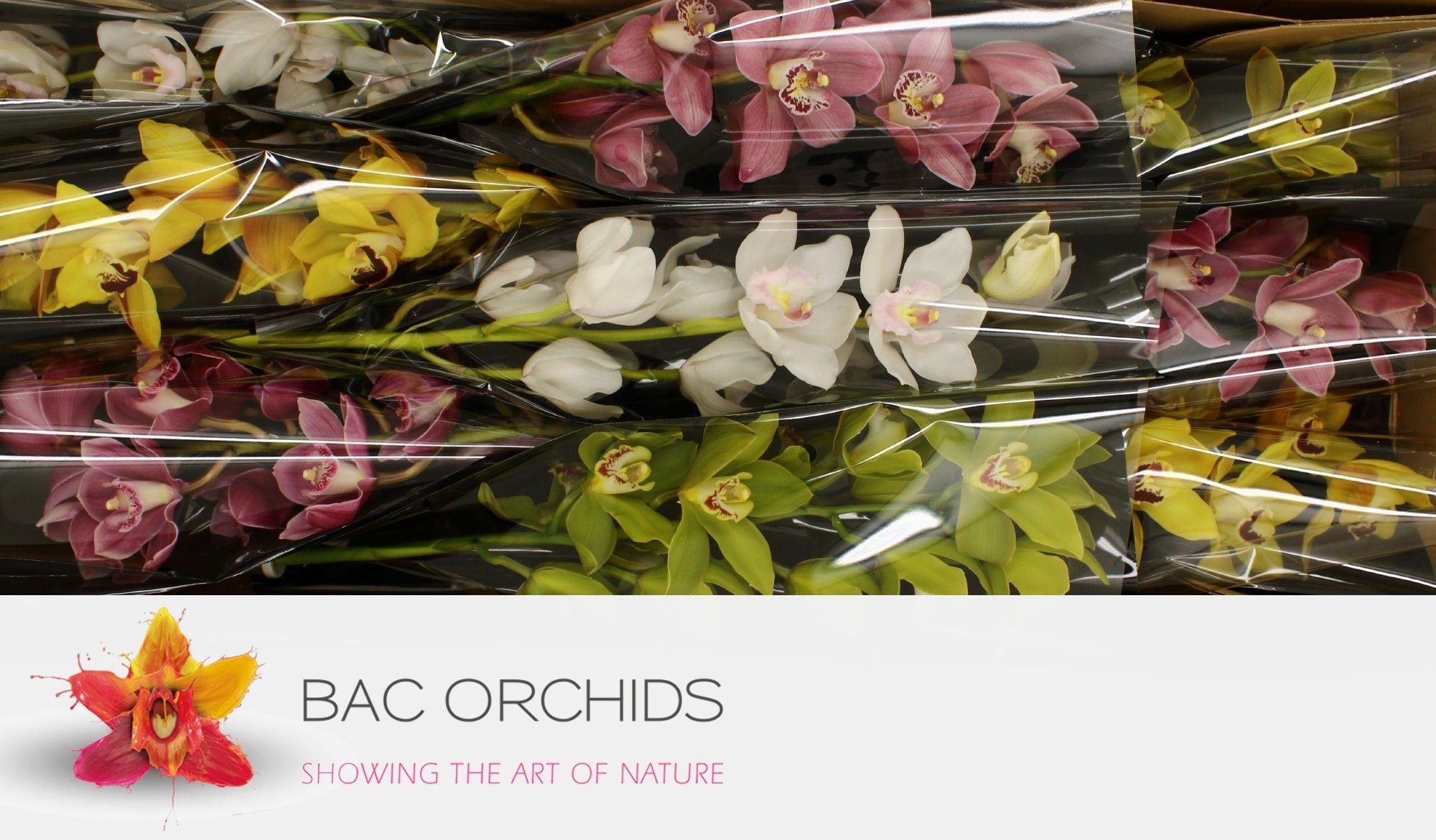 Cymbidium large flowered GEM O