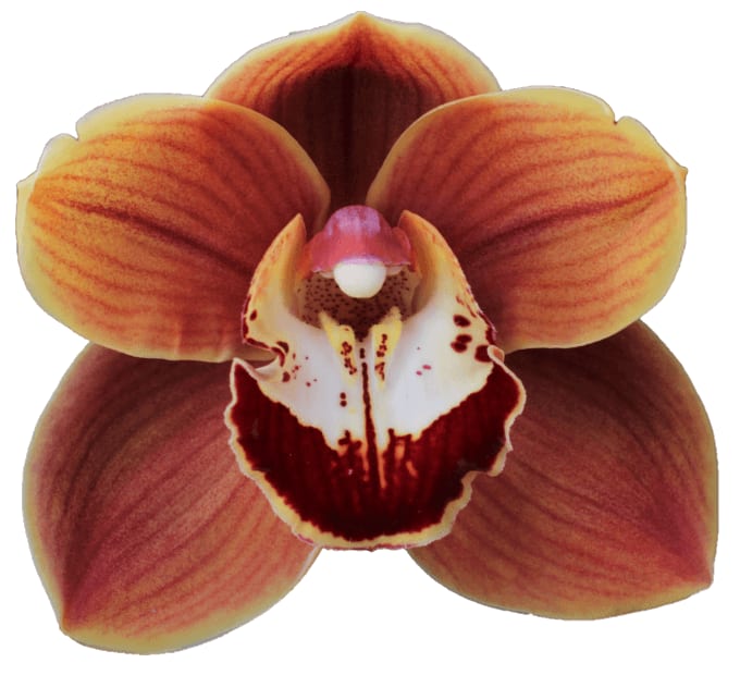 Cymbidium large flowered RENE WISH