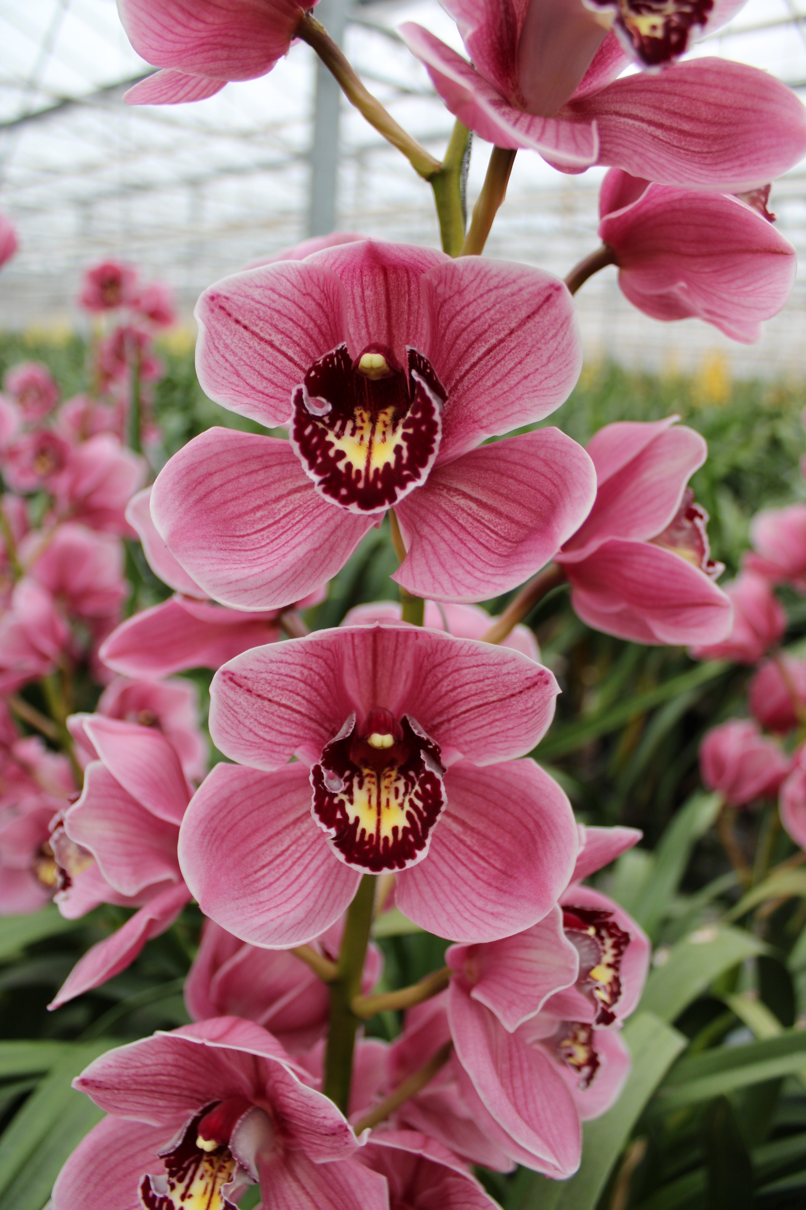 Cymbidium large flowered JANNET