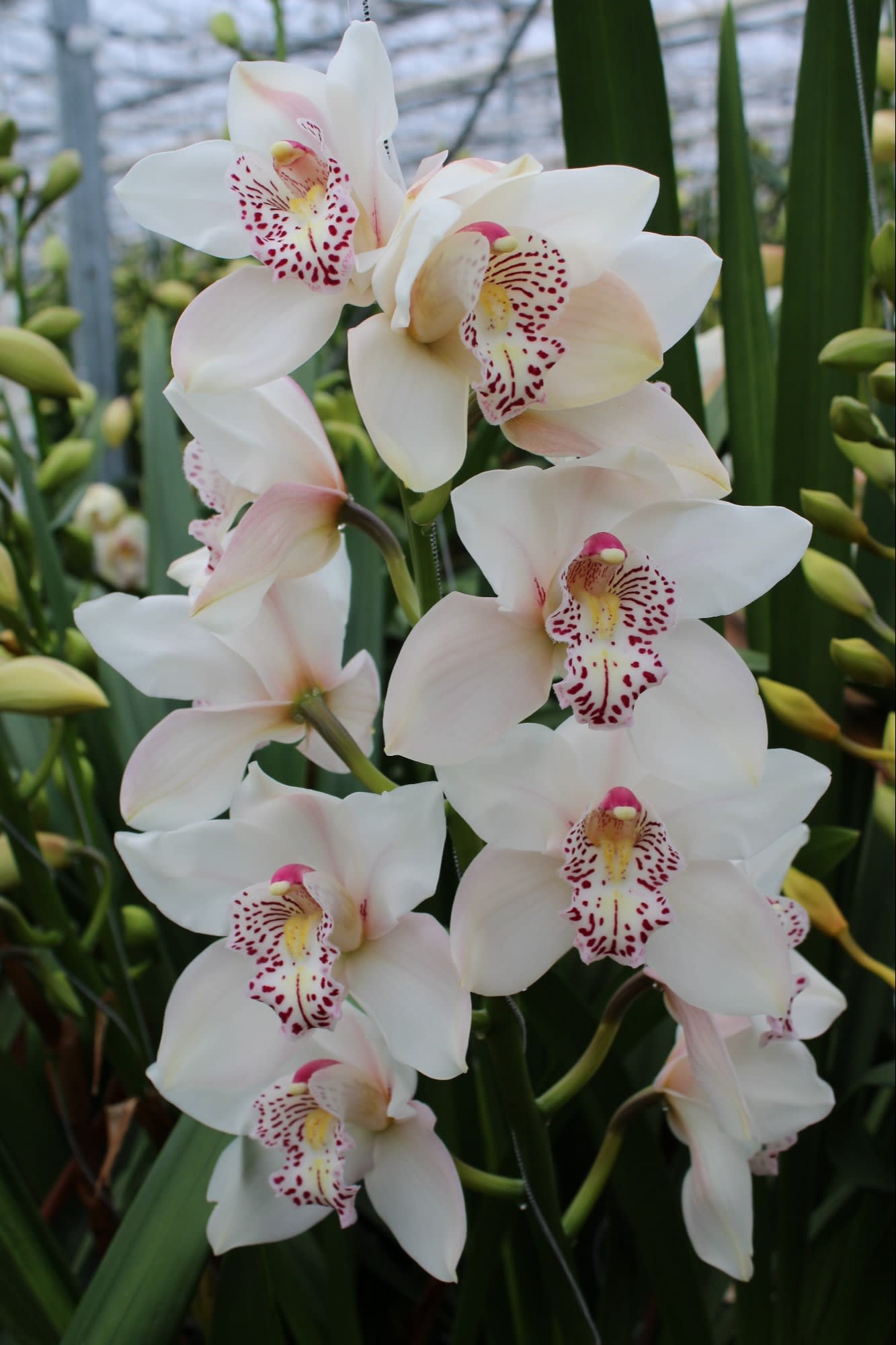 Cymbidium large flowered VENEZIA
