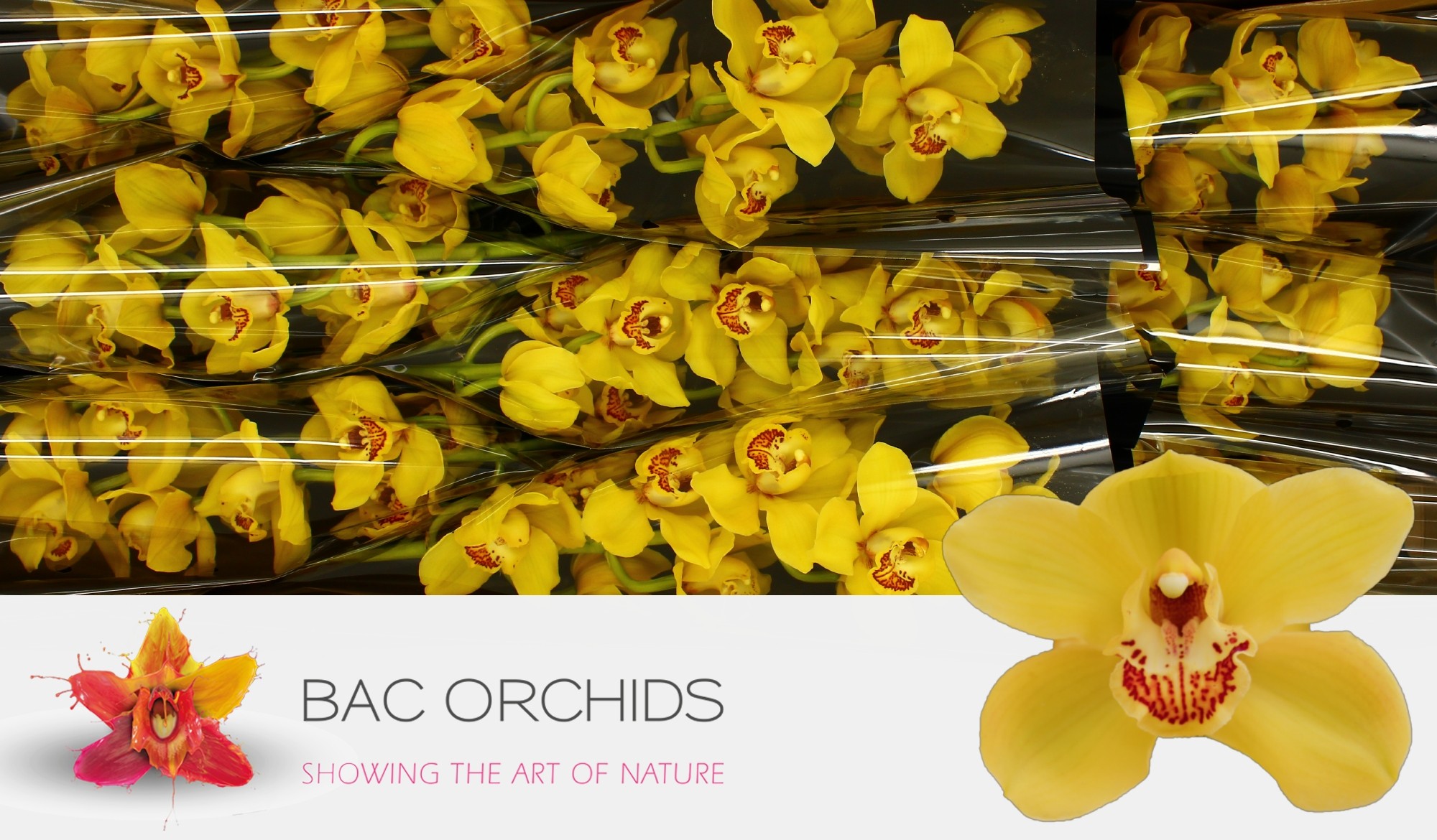 Cymbidium large flowered DIONA