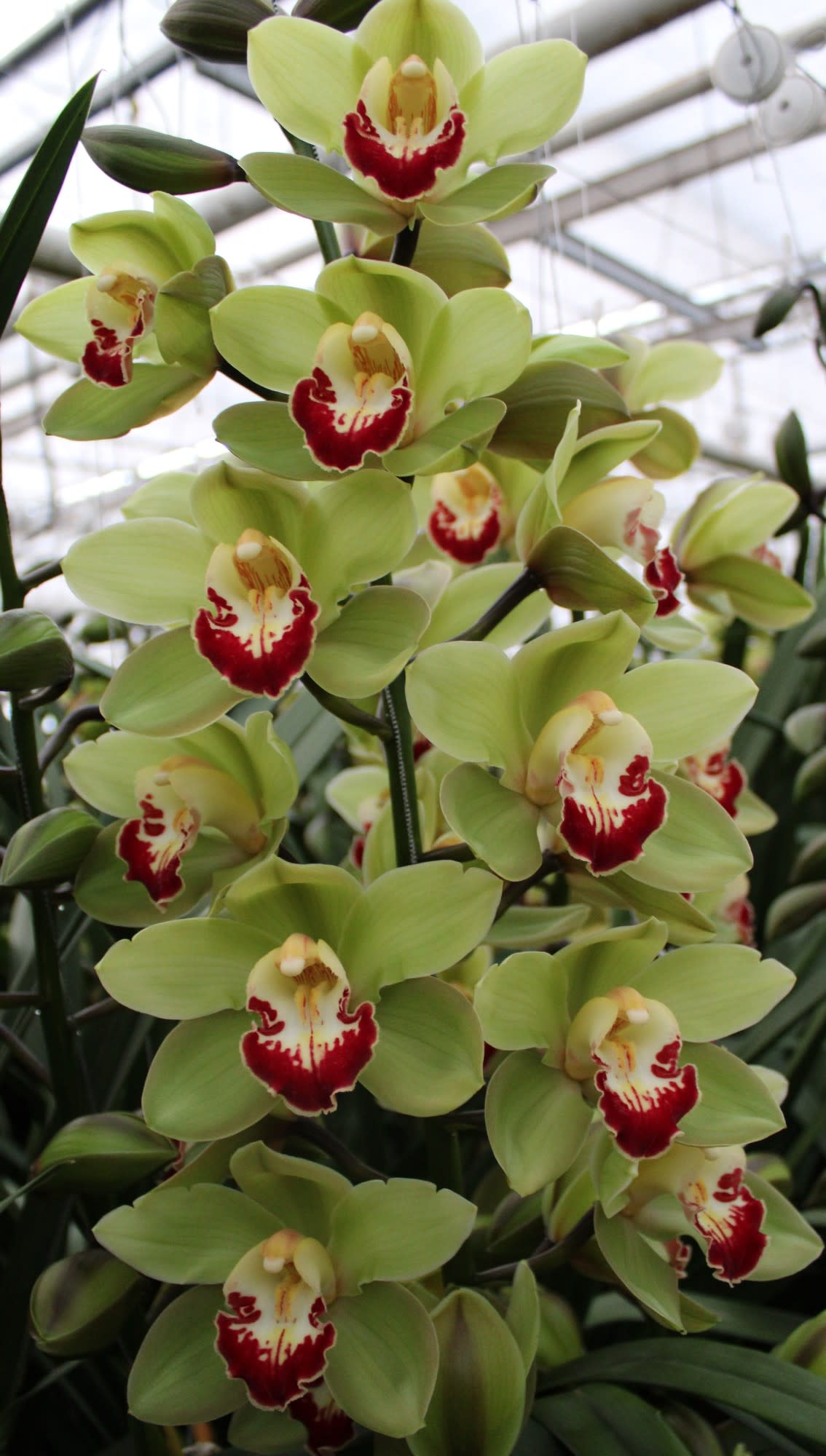 Cymbidium large flowered MACHTELD