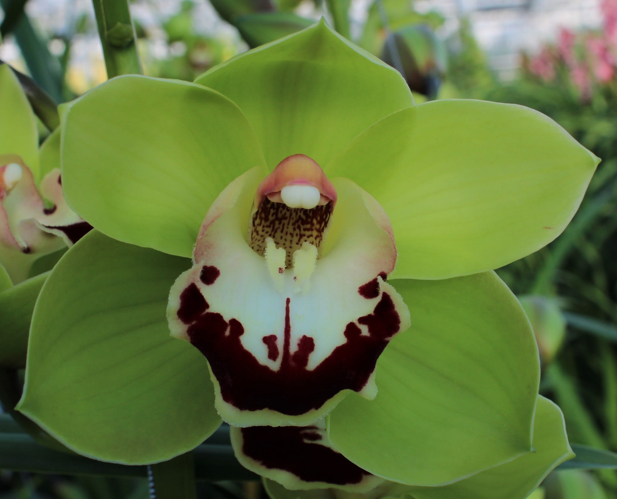Cymbidium large flowered VALLEY BOOP