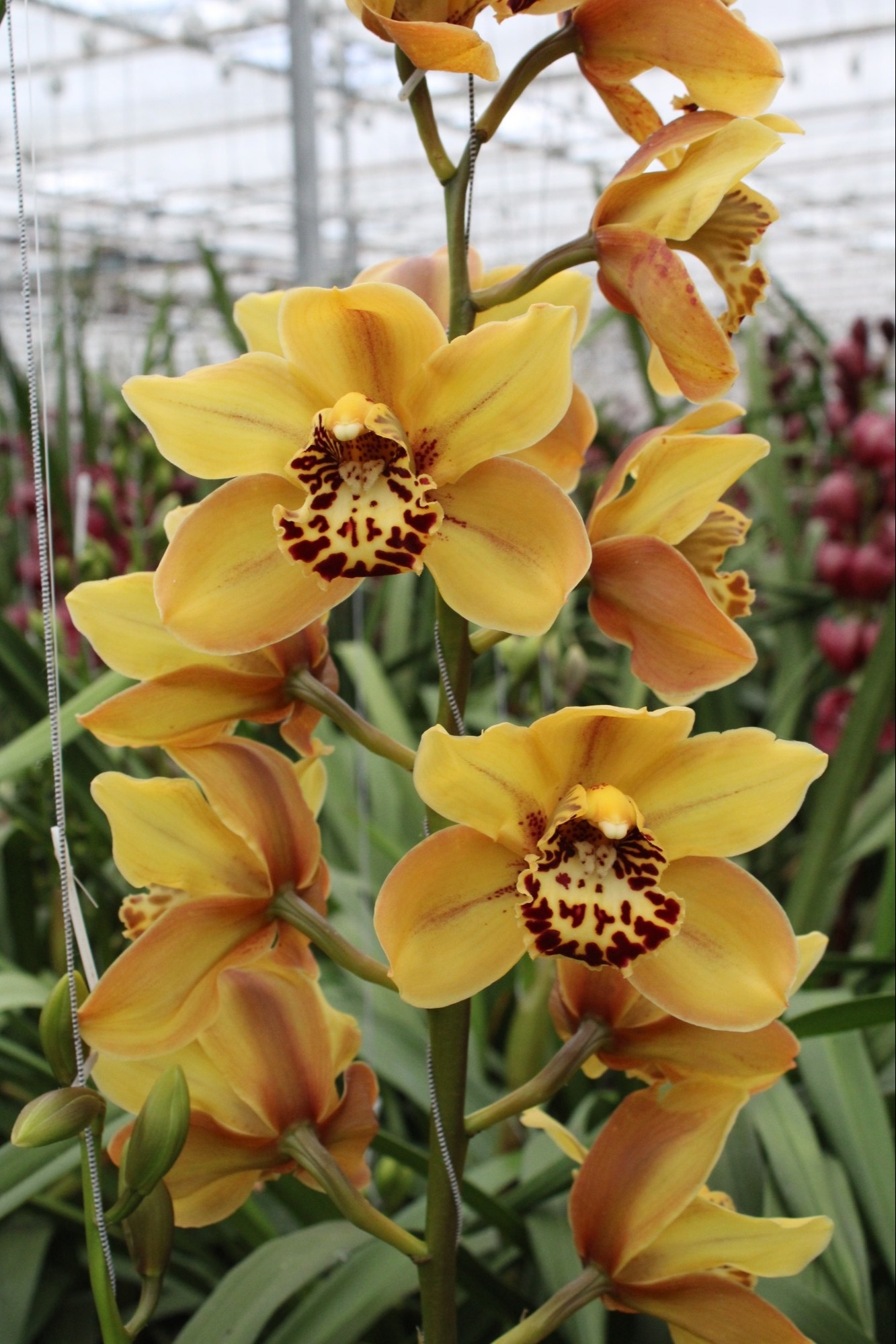 Cymbidium large flowered AUSTRALIAN TIGER