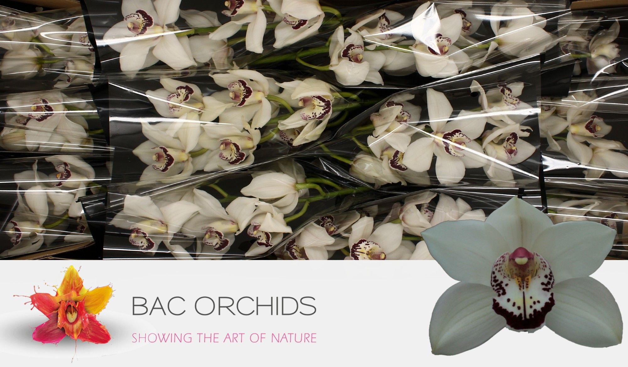 Cymbidium large flowered ESMEE