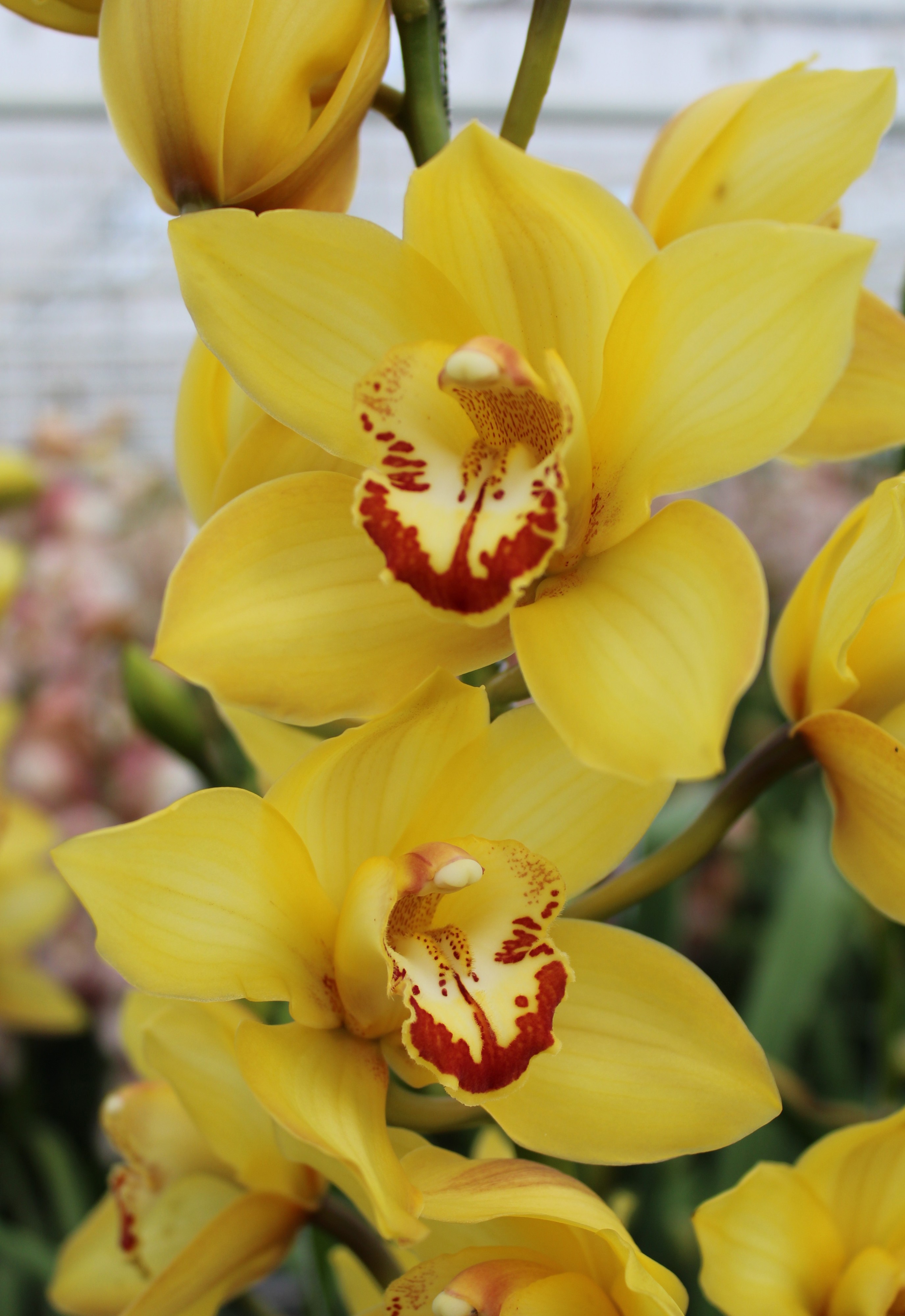 Cymbidium large flowered Cymb T Yellow cab