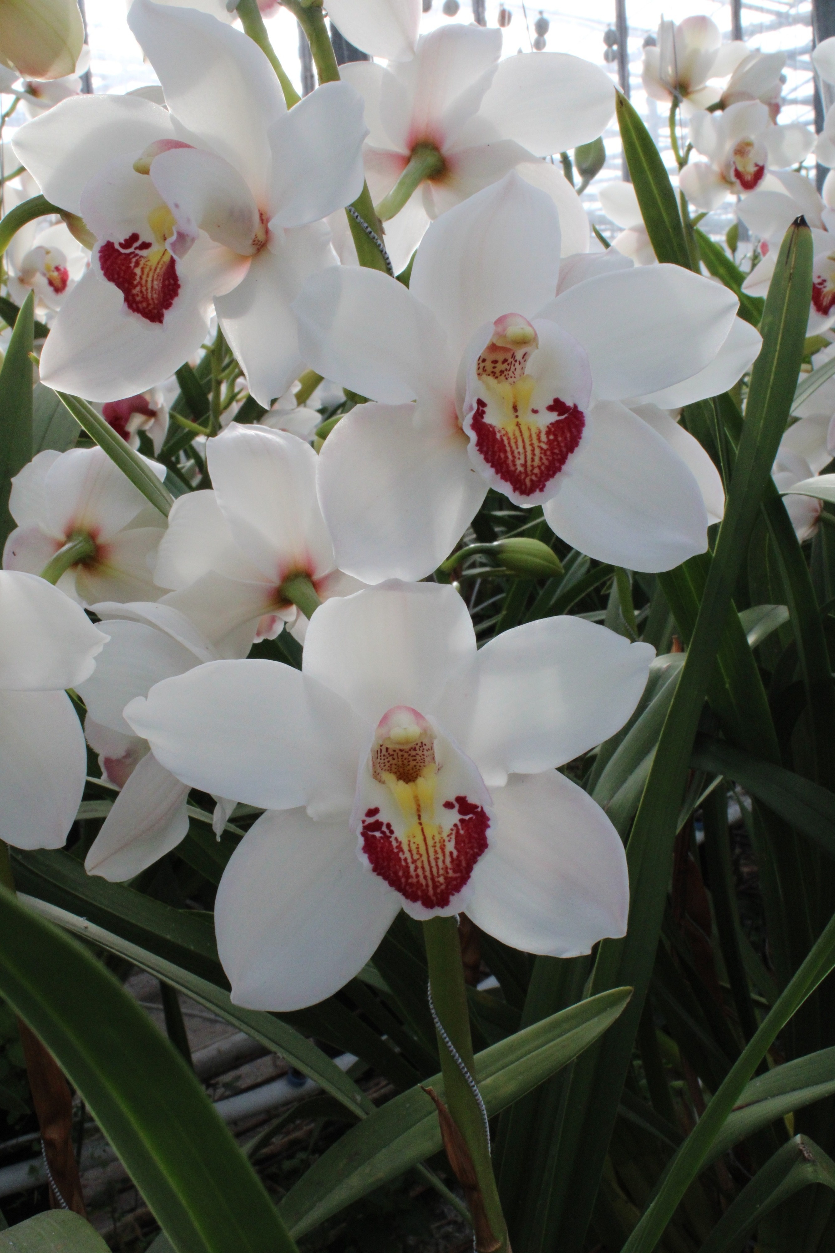 Cymbidium large flowered MARILYN MONROE