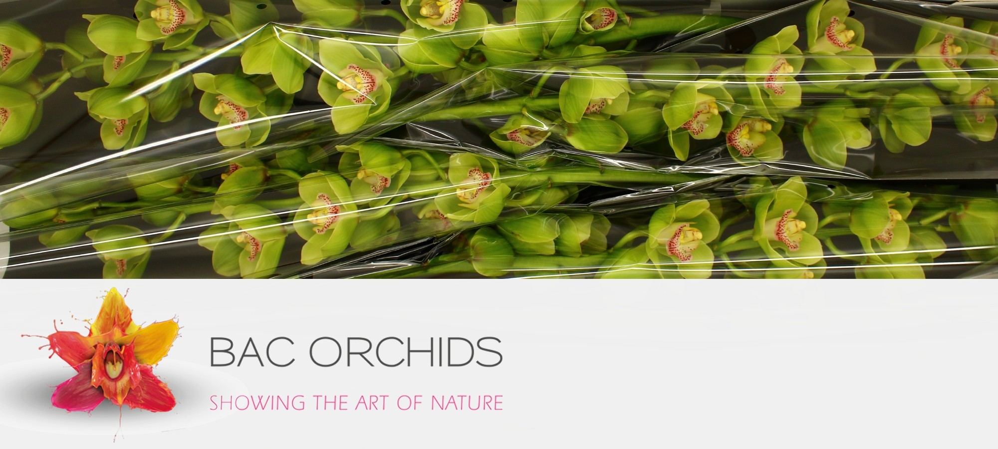 Cymbidium large flowered Waylands Majestic