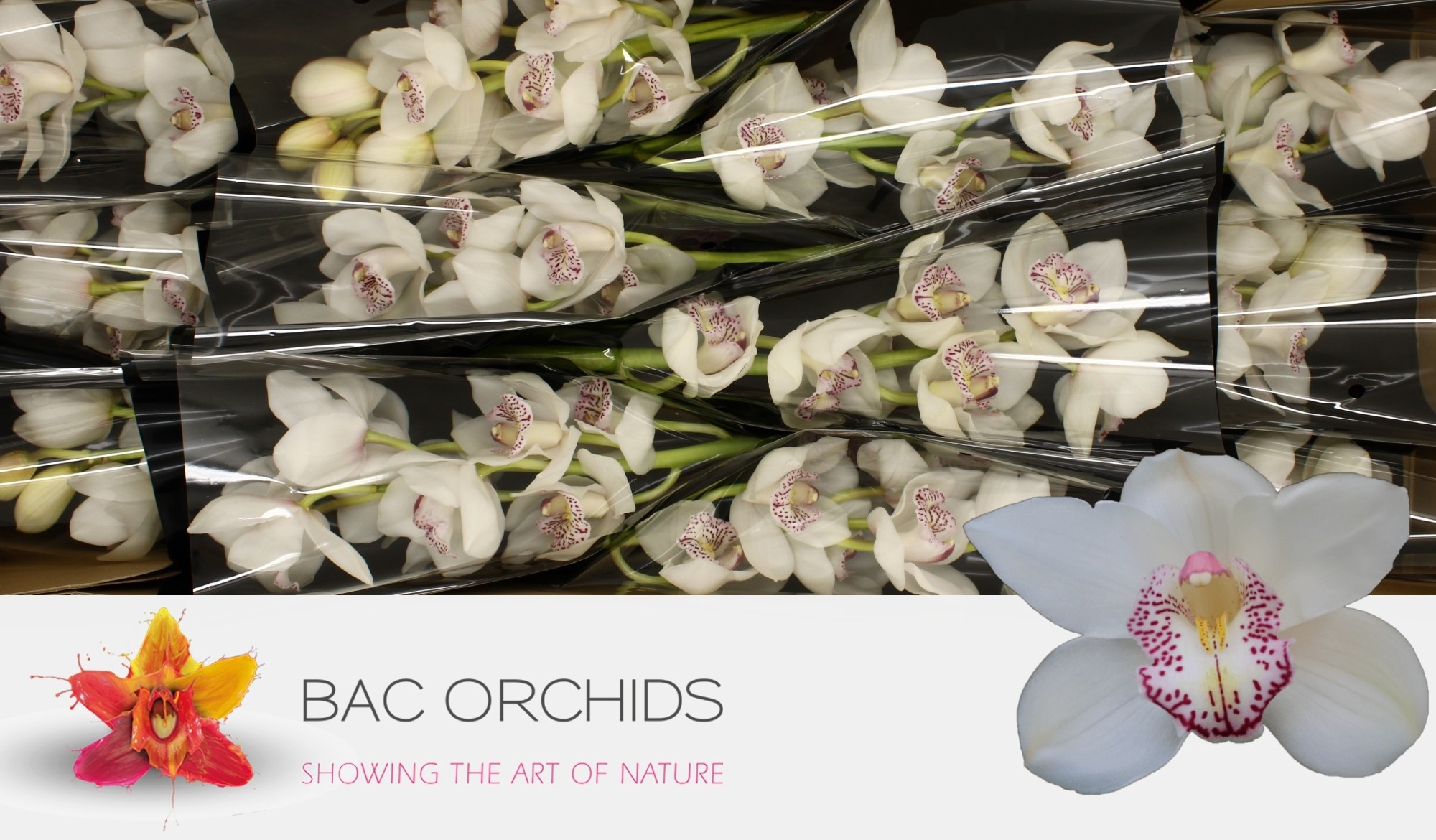 Cymbidium large flowered HMS LISETTE