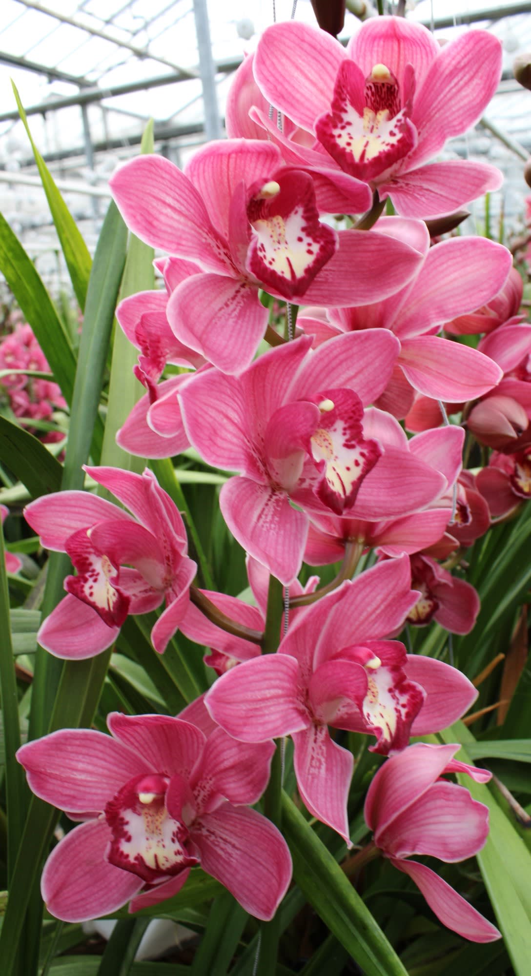Cymbidium large flowered RED DREAM