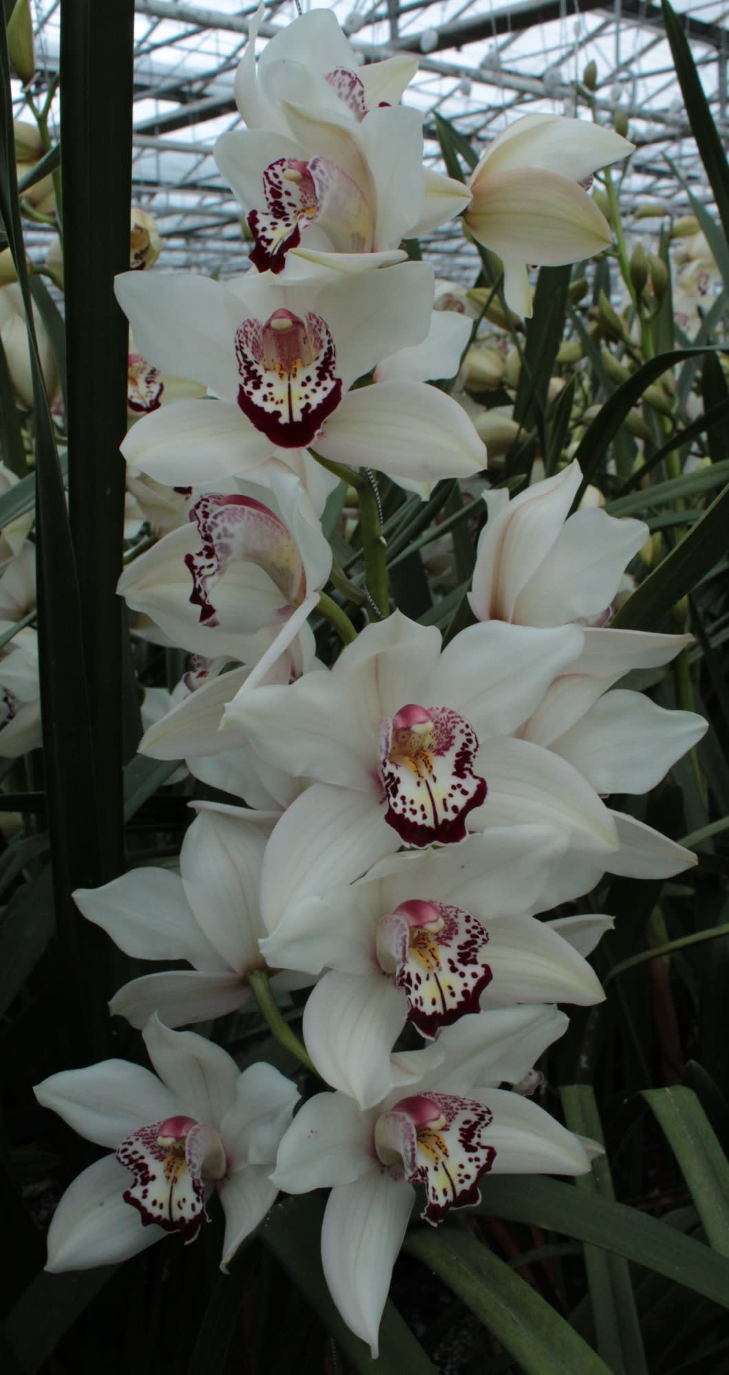 Cymbidium large flowered MRS. ESMEE