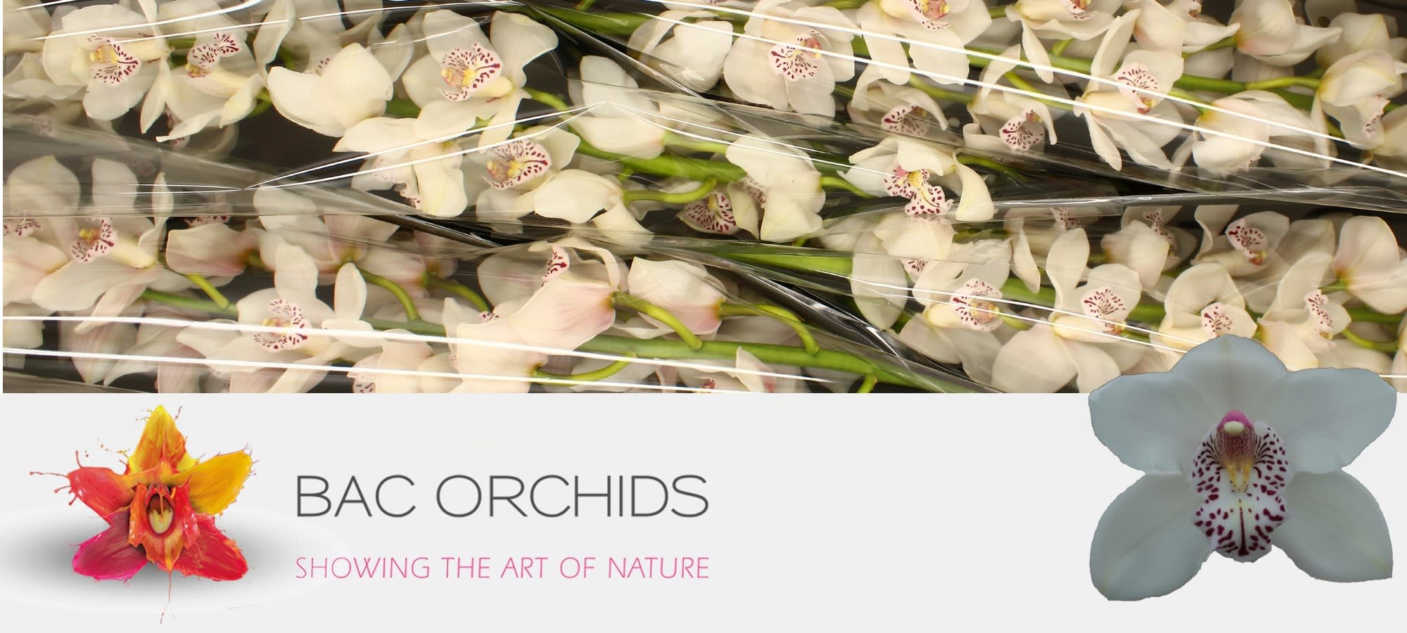 Cymbidium large flowered VENEZIA