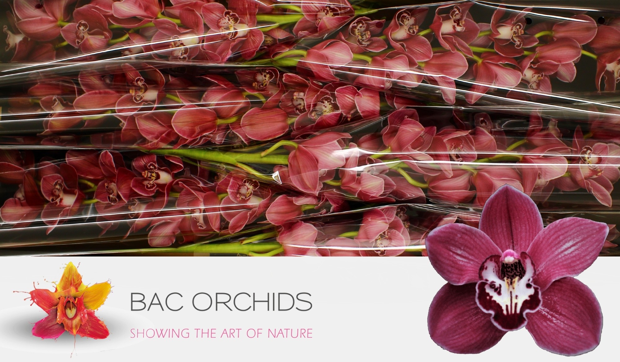 Cymbidium large flowered SO GORGEOUS