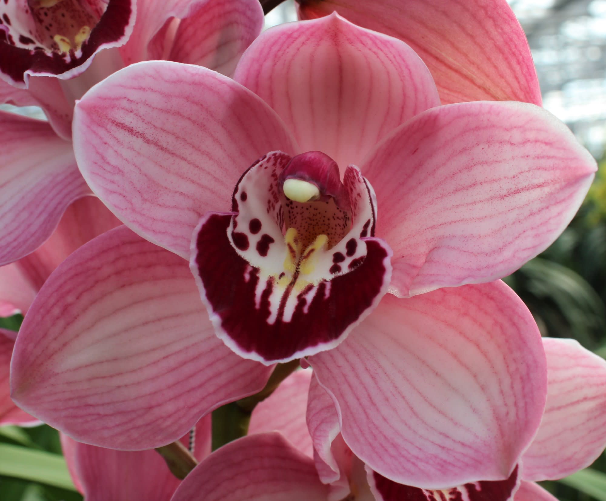 Cymbidium large flowered LAZISE