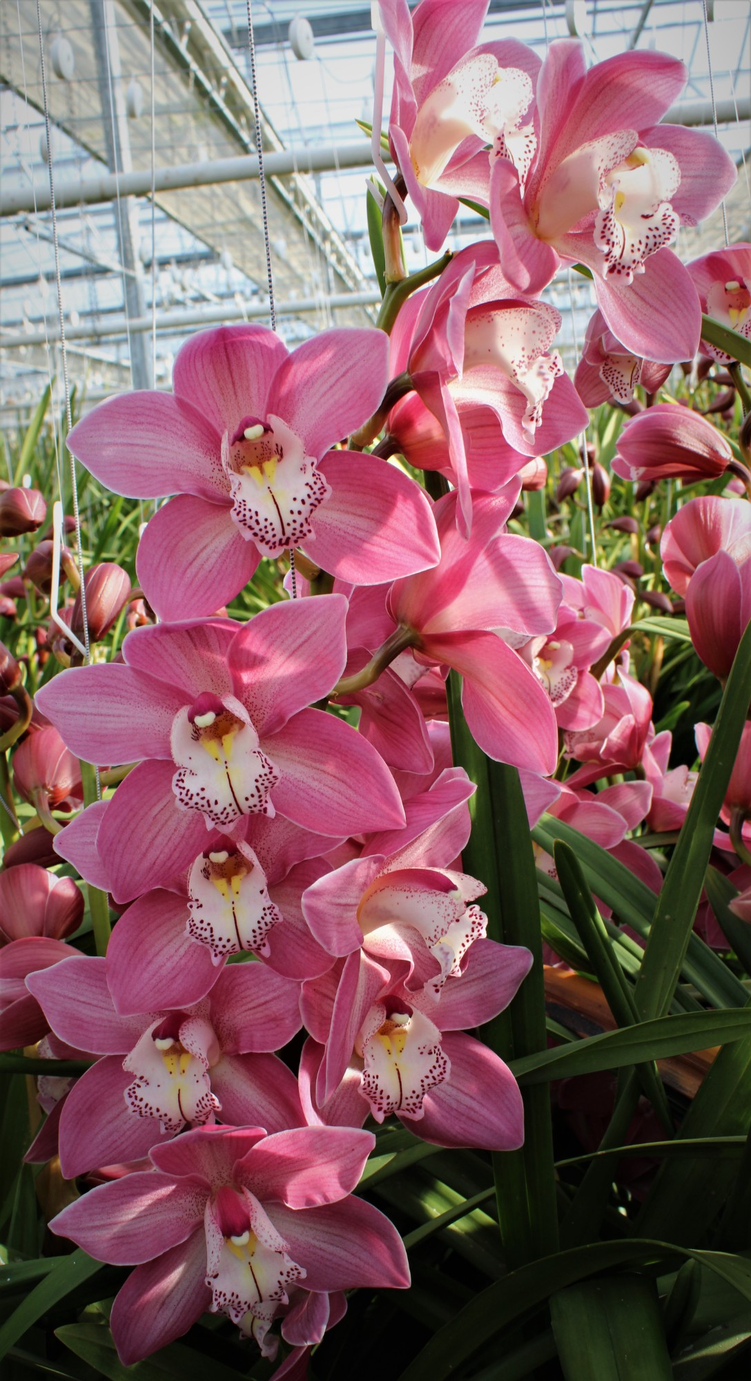 Cymbidium large flowered AIDA