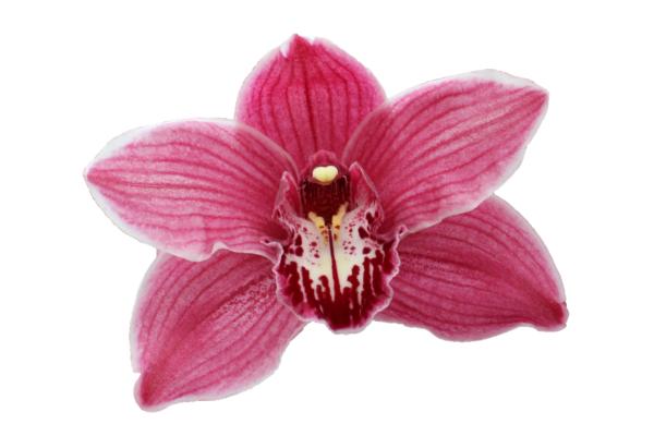 Cymbidium large flowered MONICA