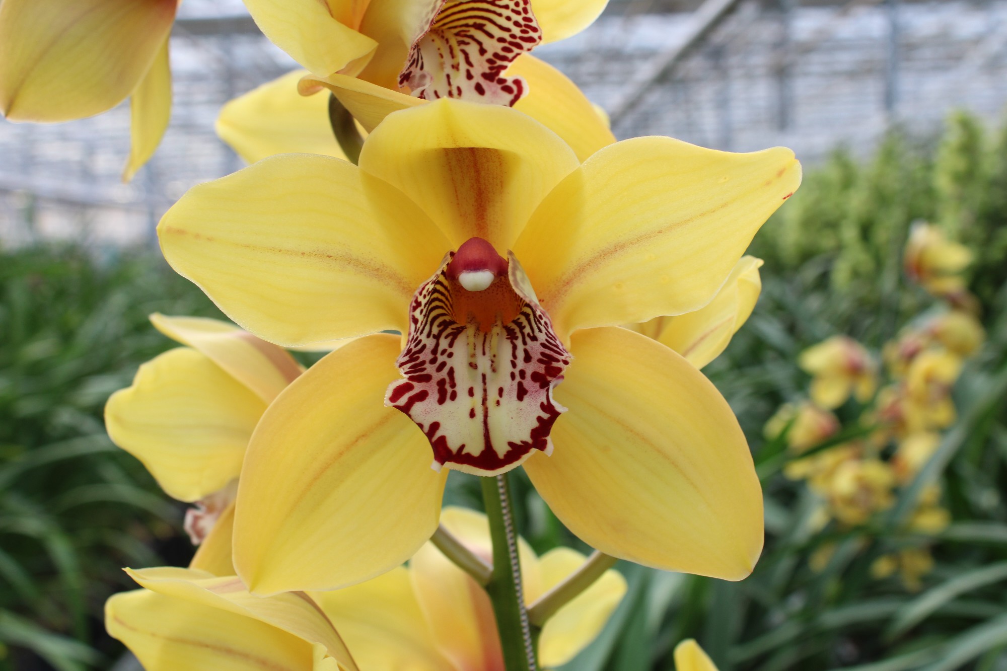 Cymbidium large flowered LA VIE STELLA