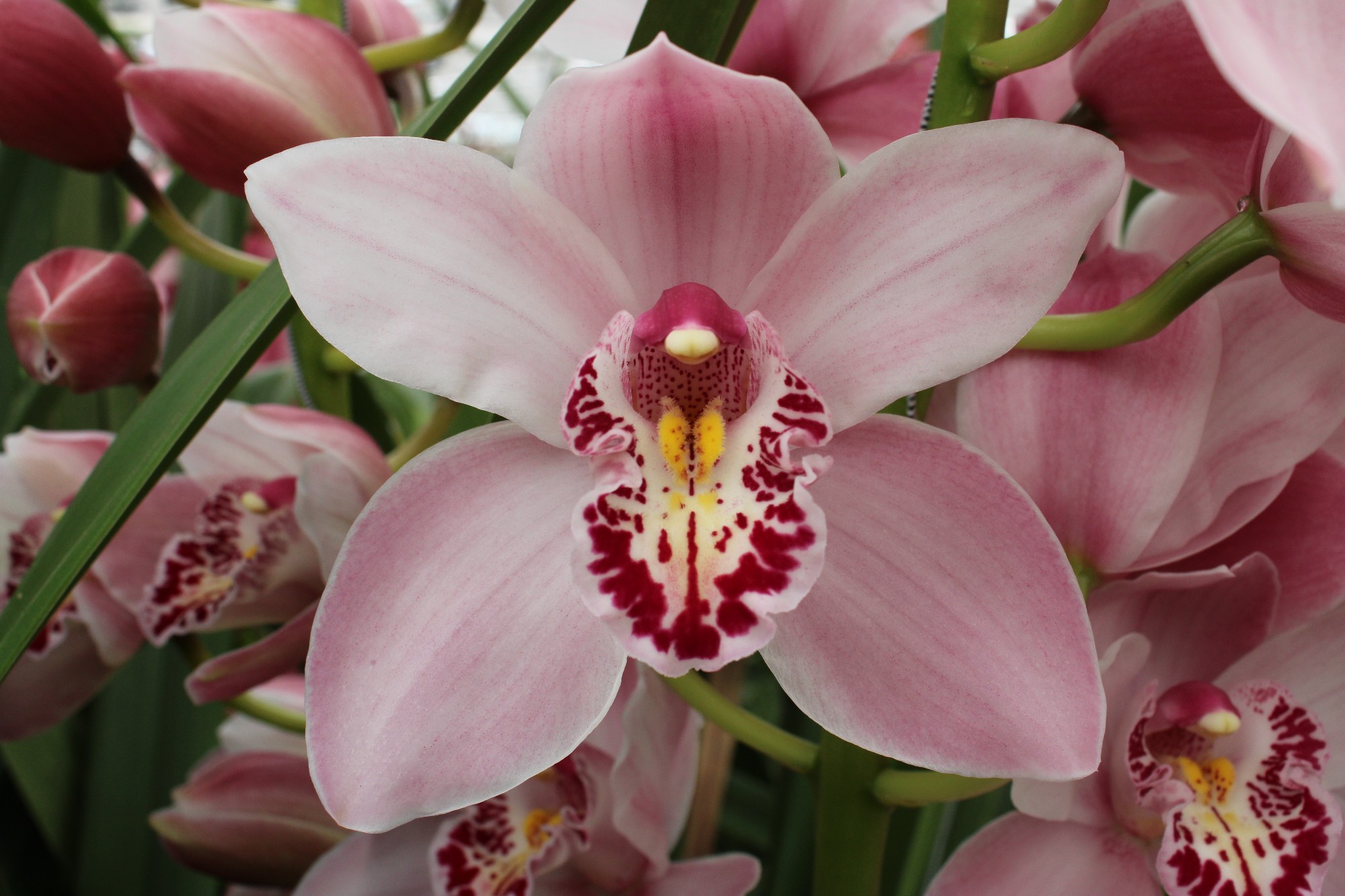 Cymbidium large flowered CINDY