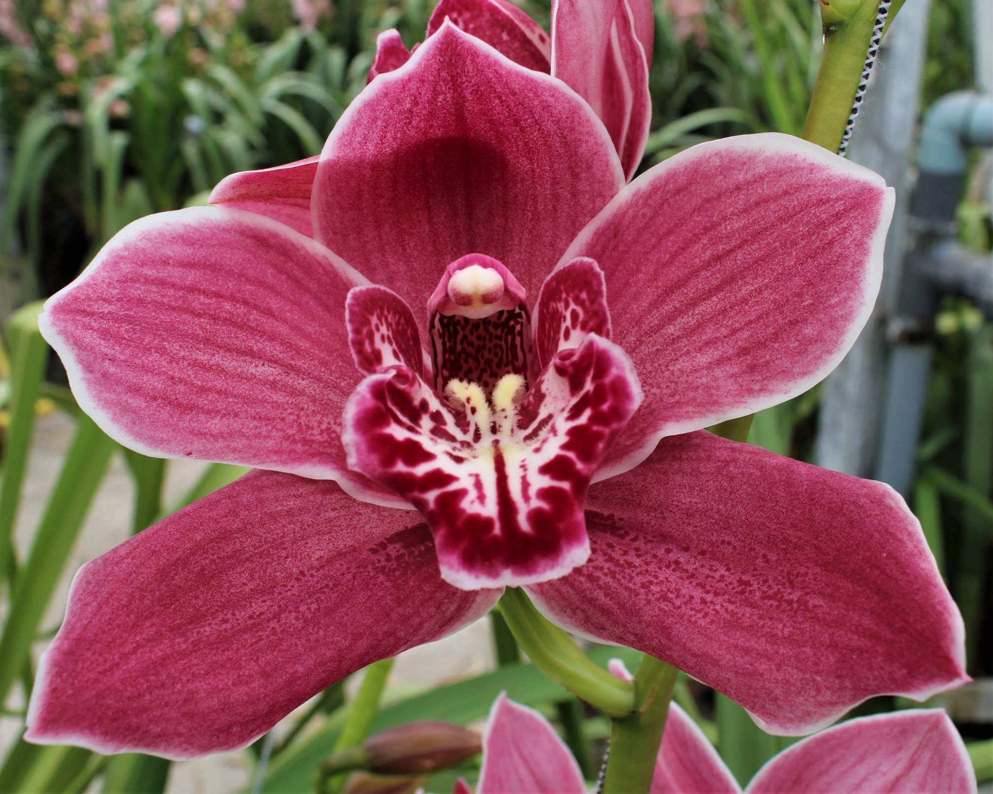 Cymbidium large flowered RED ROCK