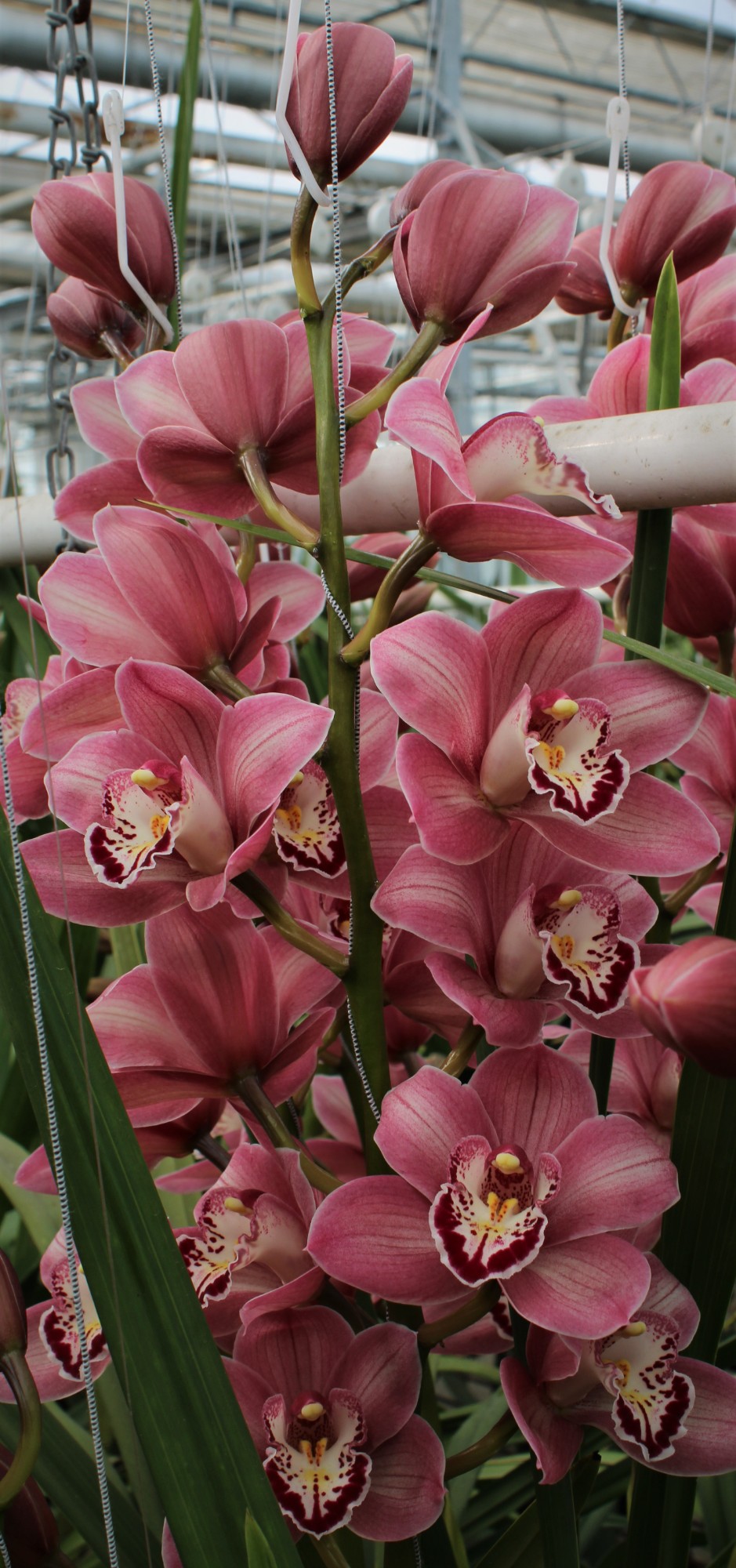 Cymbidium large flowered CANDY