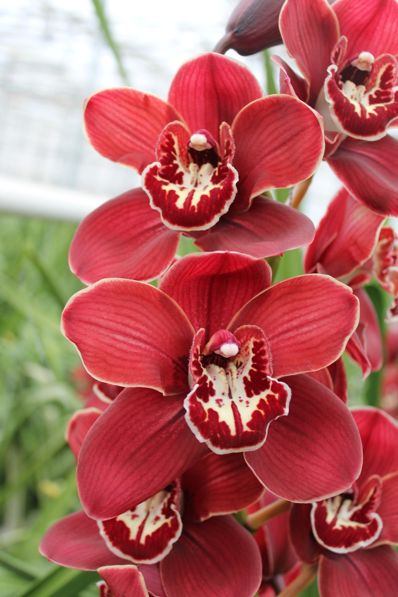 Cymbidium large flowered FLAMEFLOR