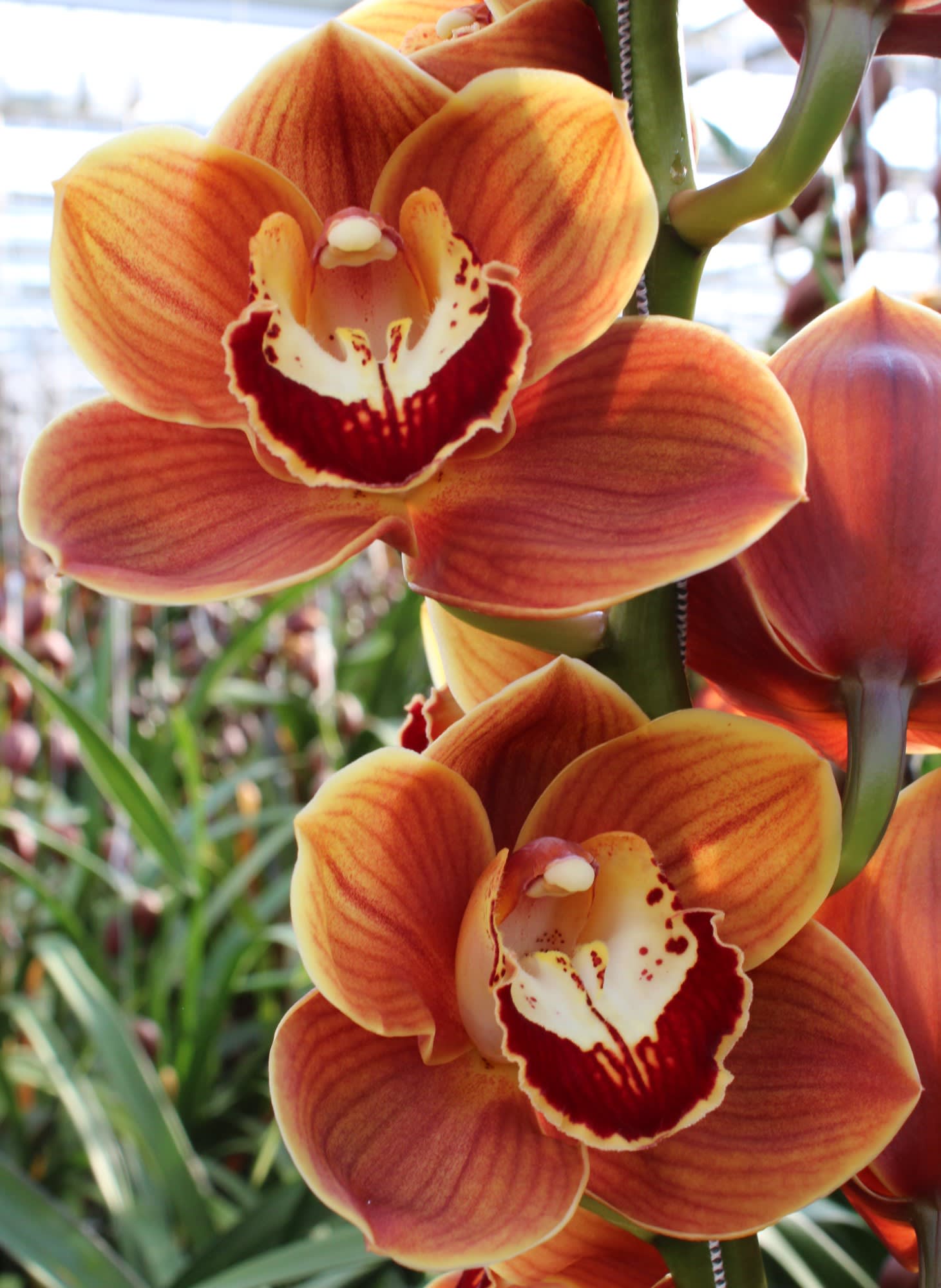 Cymbidium large flowered RENE S WISH