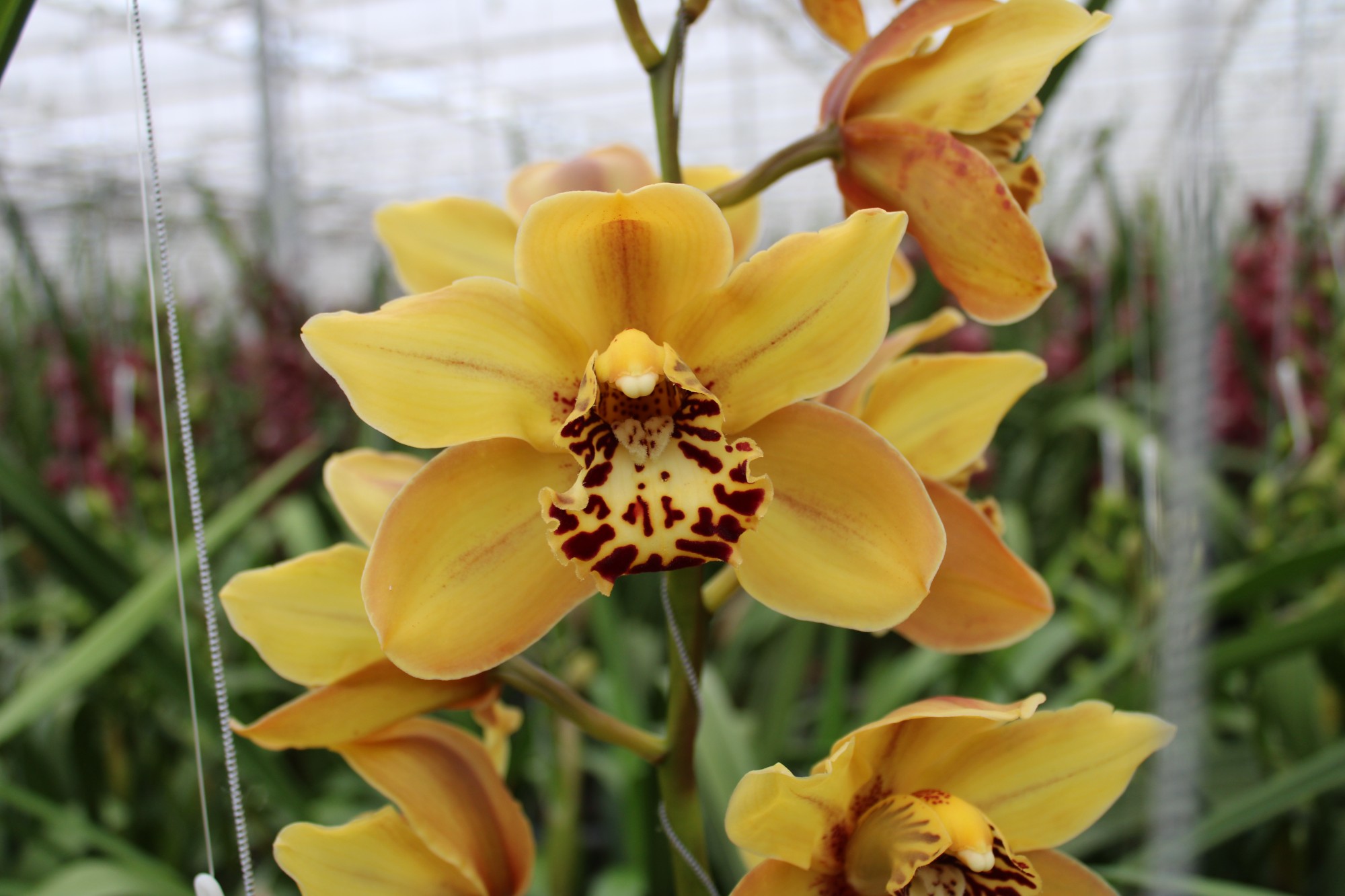 Cymbidium large flowered AUSTRALIAN TIGER