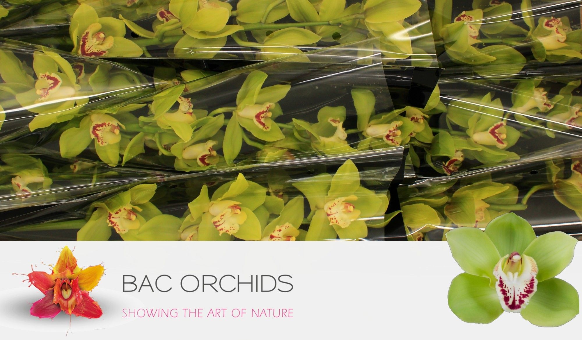 Cymbidium large flowered NOAH