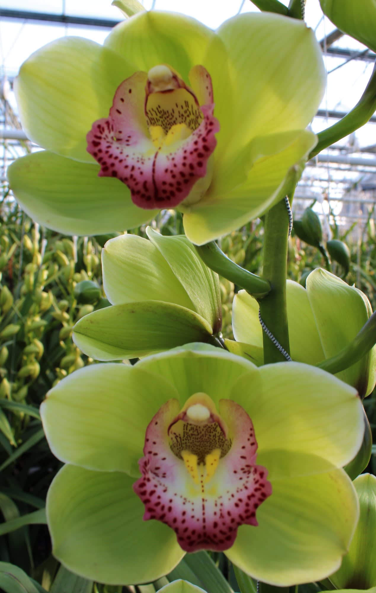 Cymbidium large flowered MAJESTIC
