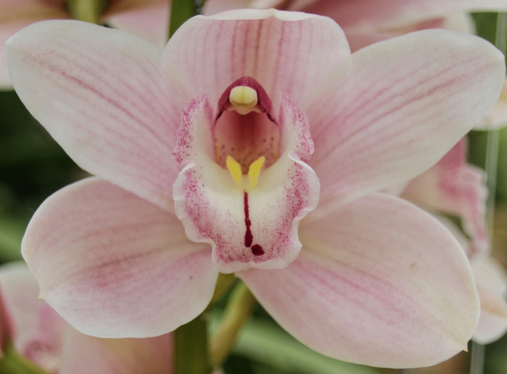 Cymbidium large flowered DELMONTE