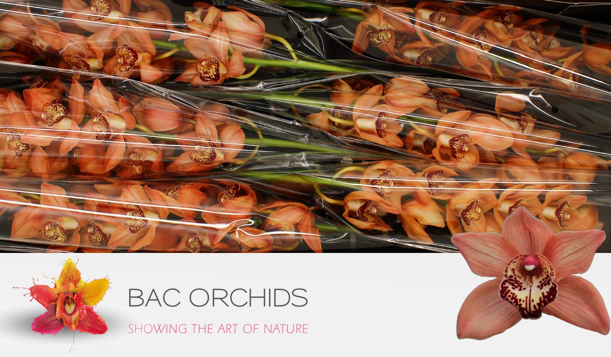 Cymbidium large flowered BROWNY