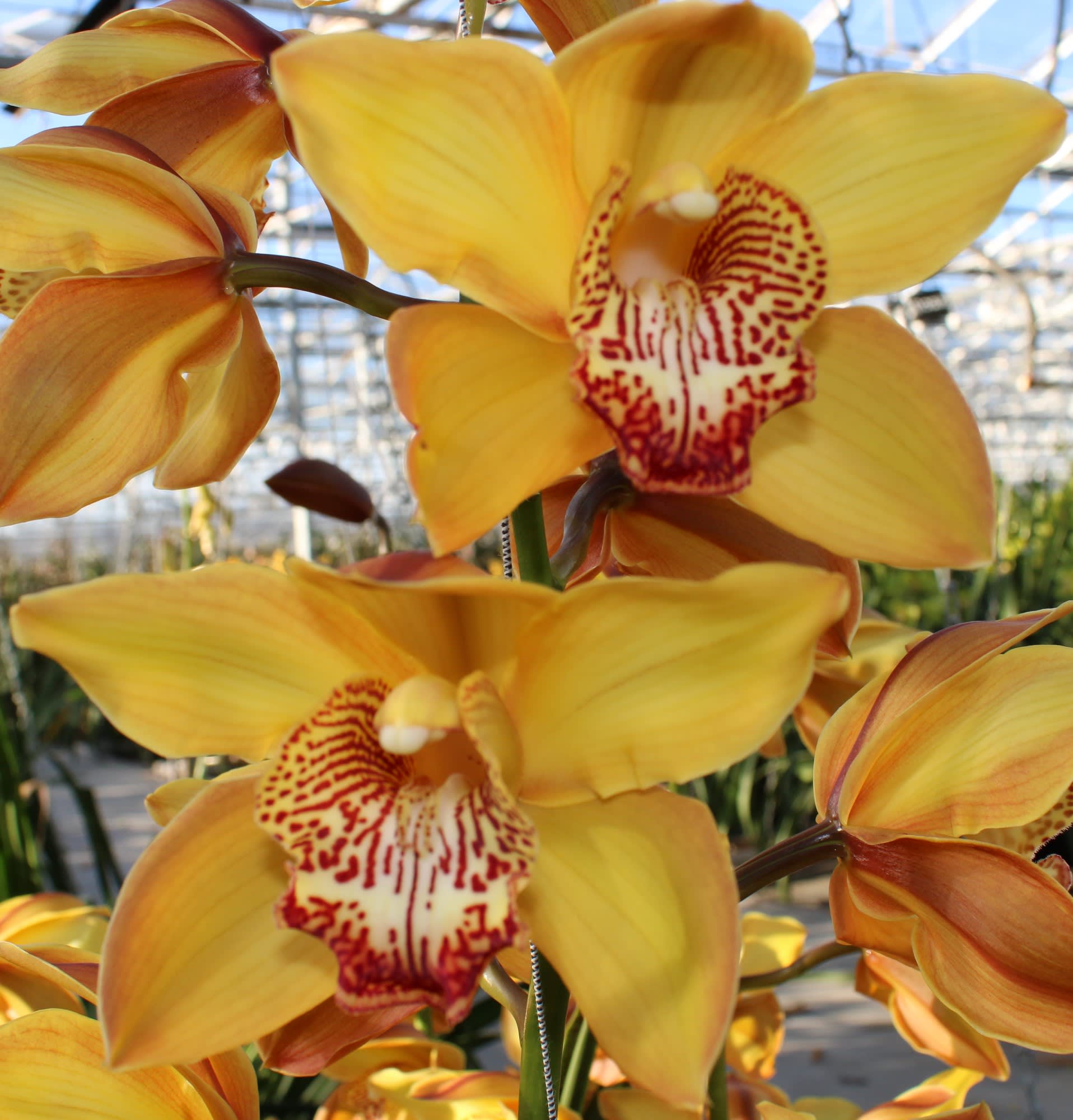 Cymbidium large flowered ESTHER