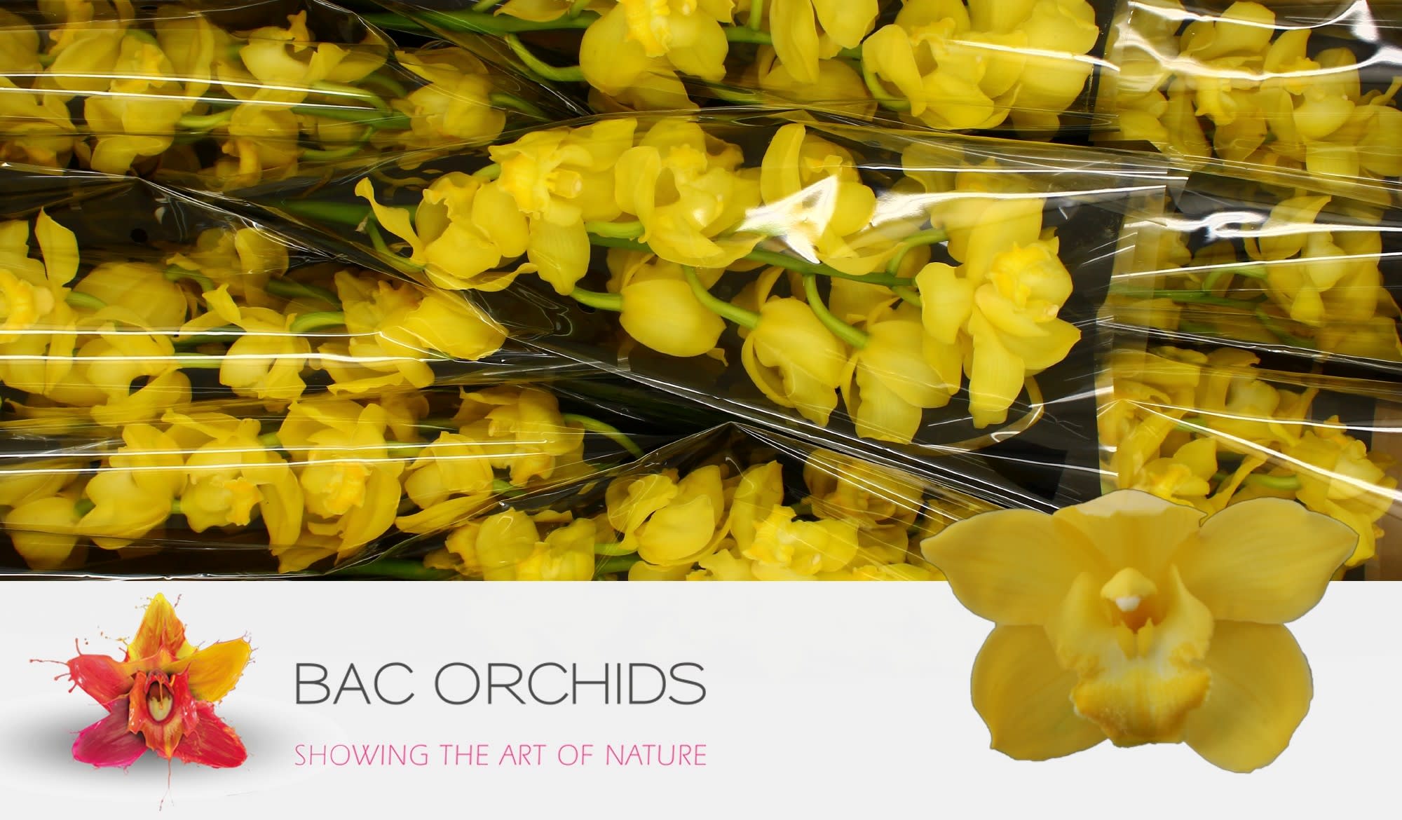 Cymbidium large flowered ALBINO YELLOW