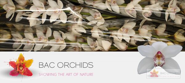 Cymbidium large flowered WHITE CRYSTAL, foto 2