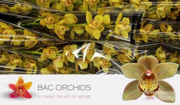 Cymbidium large flowered CHESTNUT KATE, photo 5